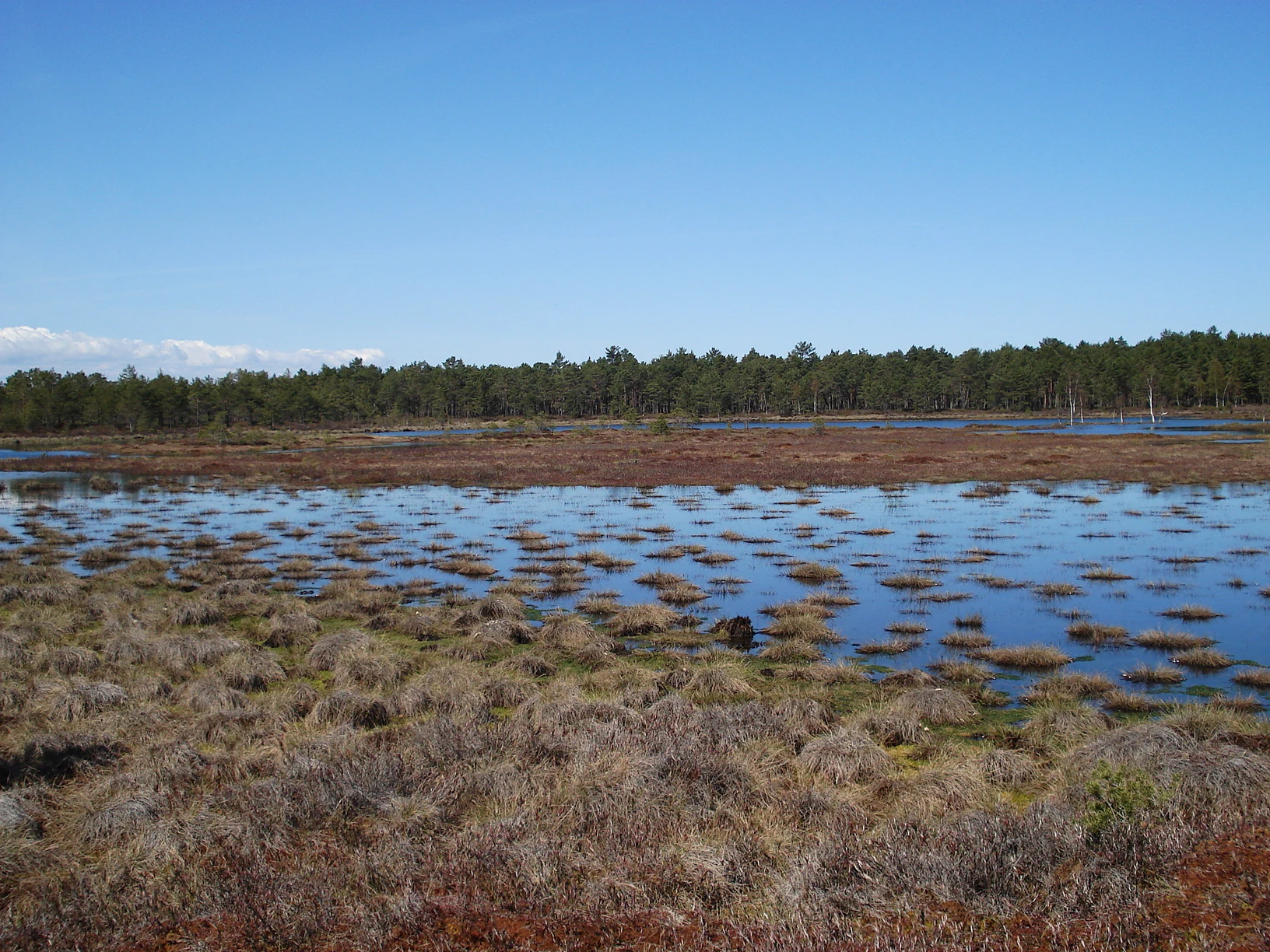 A wide view of a swamp with scattered water patches, dry brown vegetation in the foreground, and a forested horizon under a clear blue sky