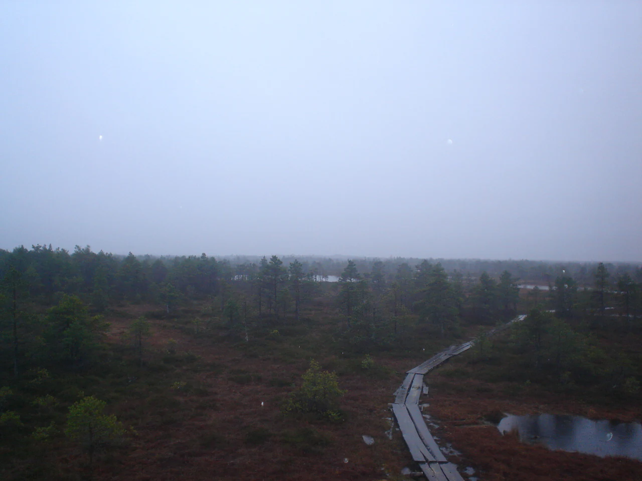 A foggy landscape showing a boardwalk winding through a bog with patches of water and distant trees