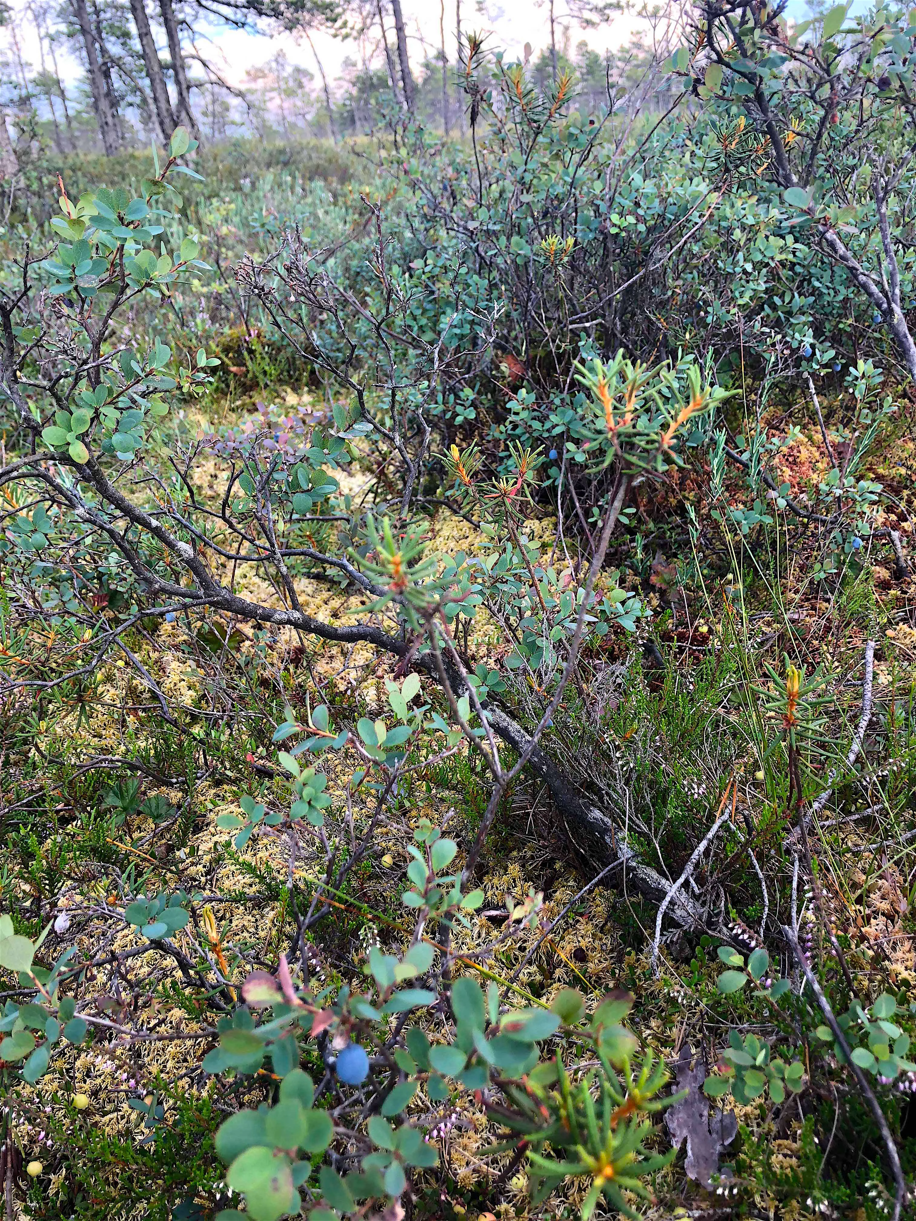 Close-up view of wild blueberry plants with green leaves and blue berries in a natural bog setting.