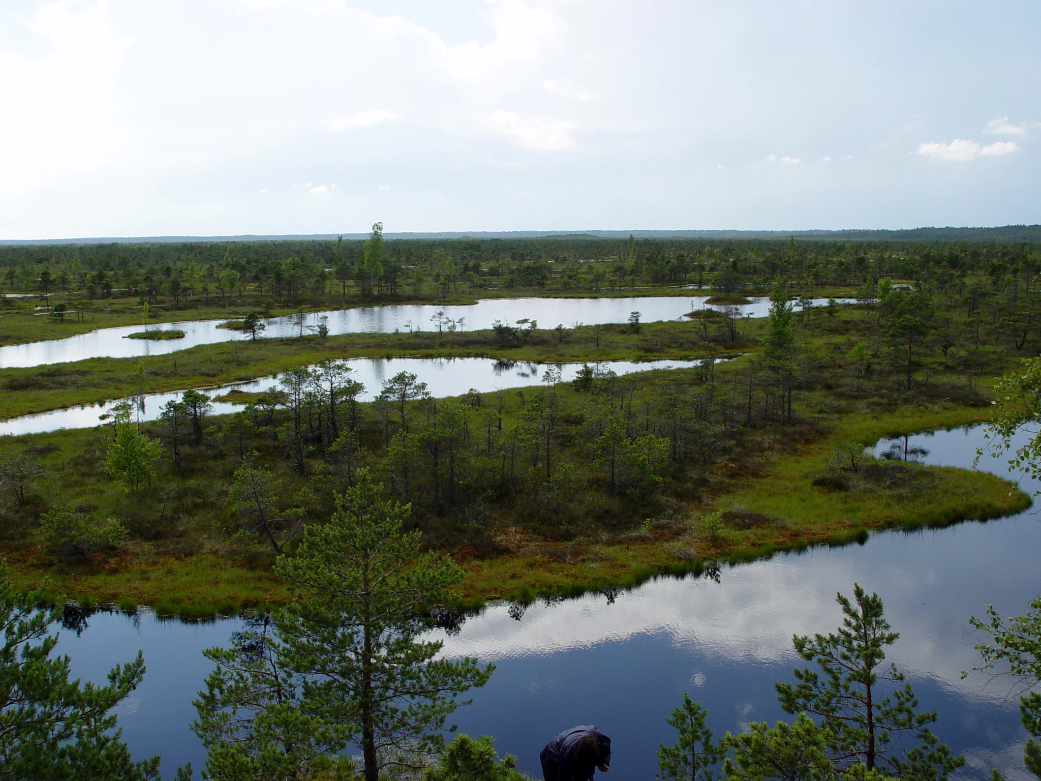 Landscape of the Great Kemeri Bog with water patches, trees, and grassy areas under a partly cloudy sky