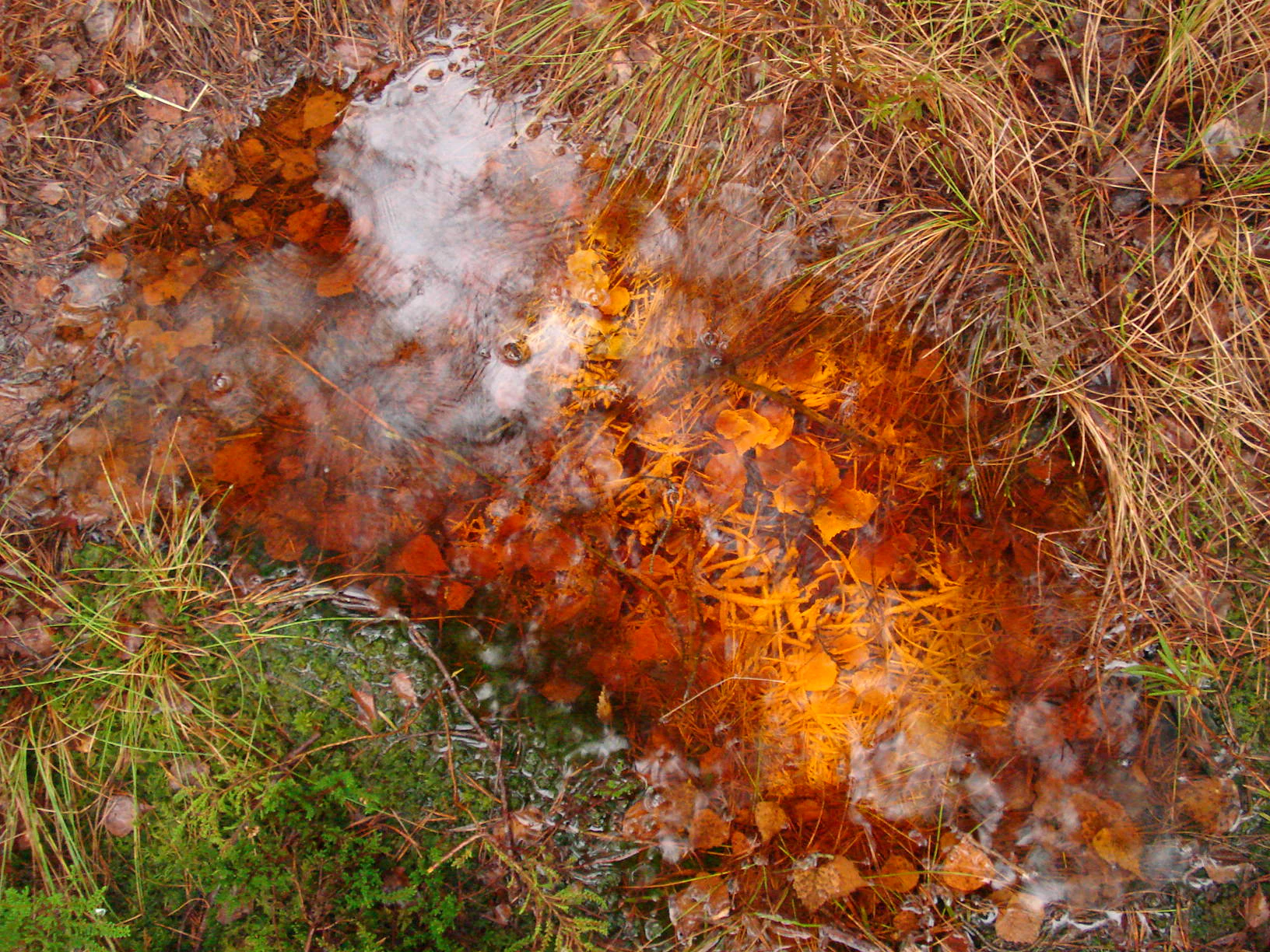 Small pool of water with orange mineral deposits surrounded by grass and moss