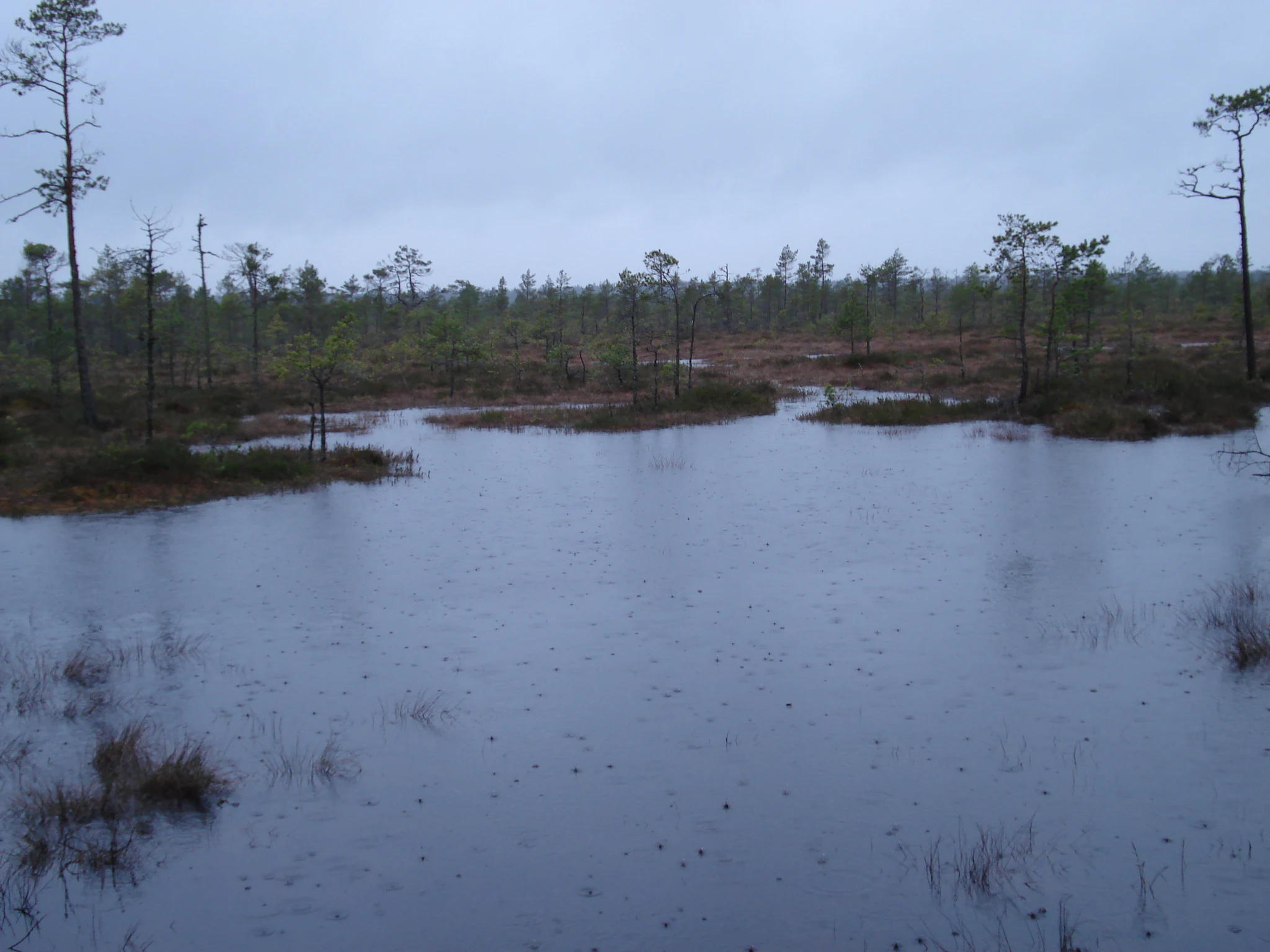 Shallow water in a bog with scattered trees and rain falling under a cloudy sky
