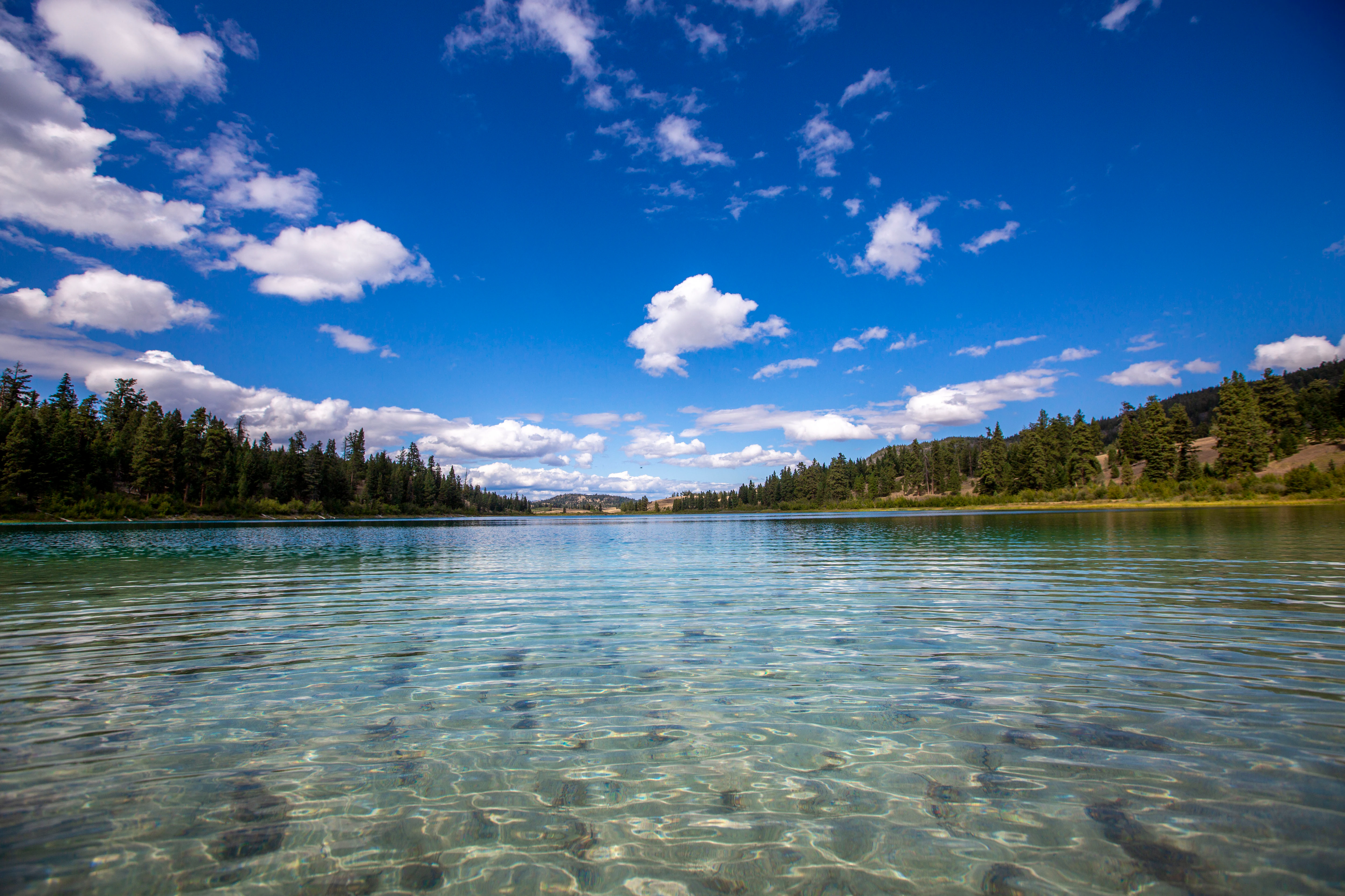 A low-angle view across a crystal-clear turquoise lake, with a coniferous forest lining the shore under a blue sky with scattered white clouds.