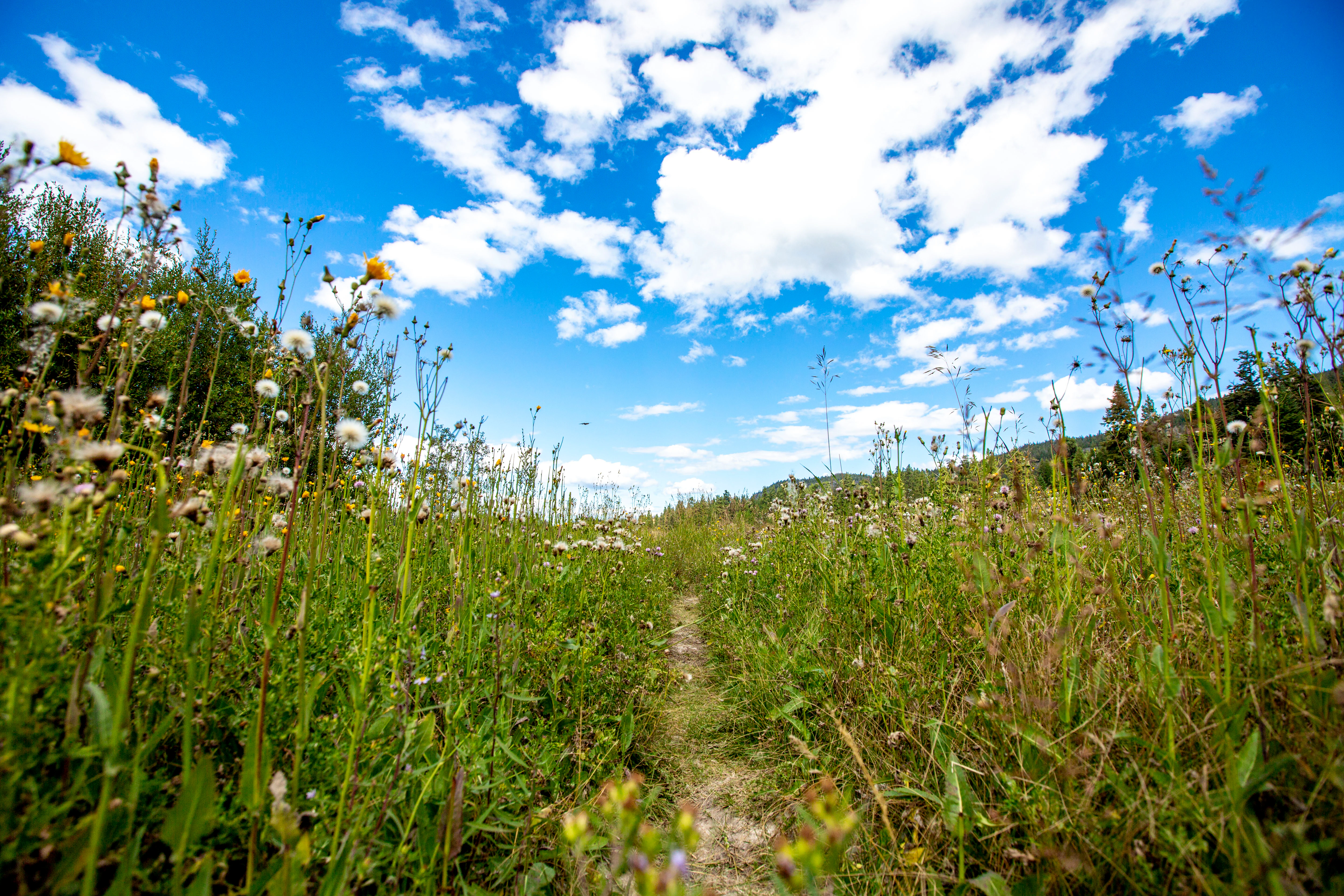 A low-angle eye-level view of a dirt trail leading through a sunlit field of wildflowers and tall grasses under a bright blue sky with puffy white clouds.