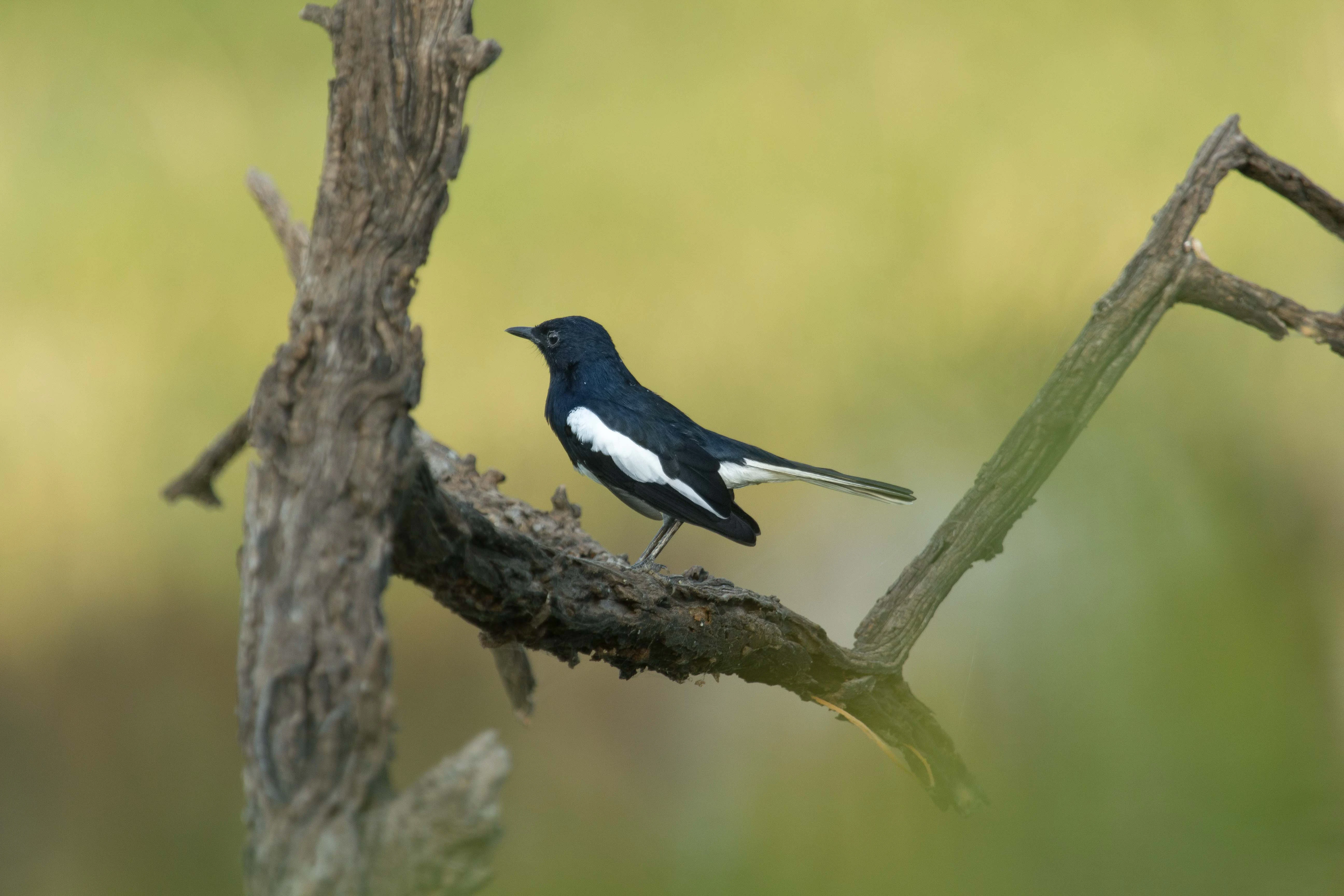Un pájaro blanco y negro con cola larga posado en la rama de un árbol desnudo sobre un fondo verde desenfocado