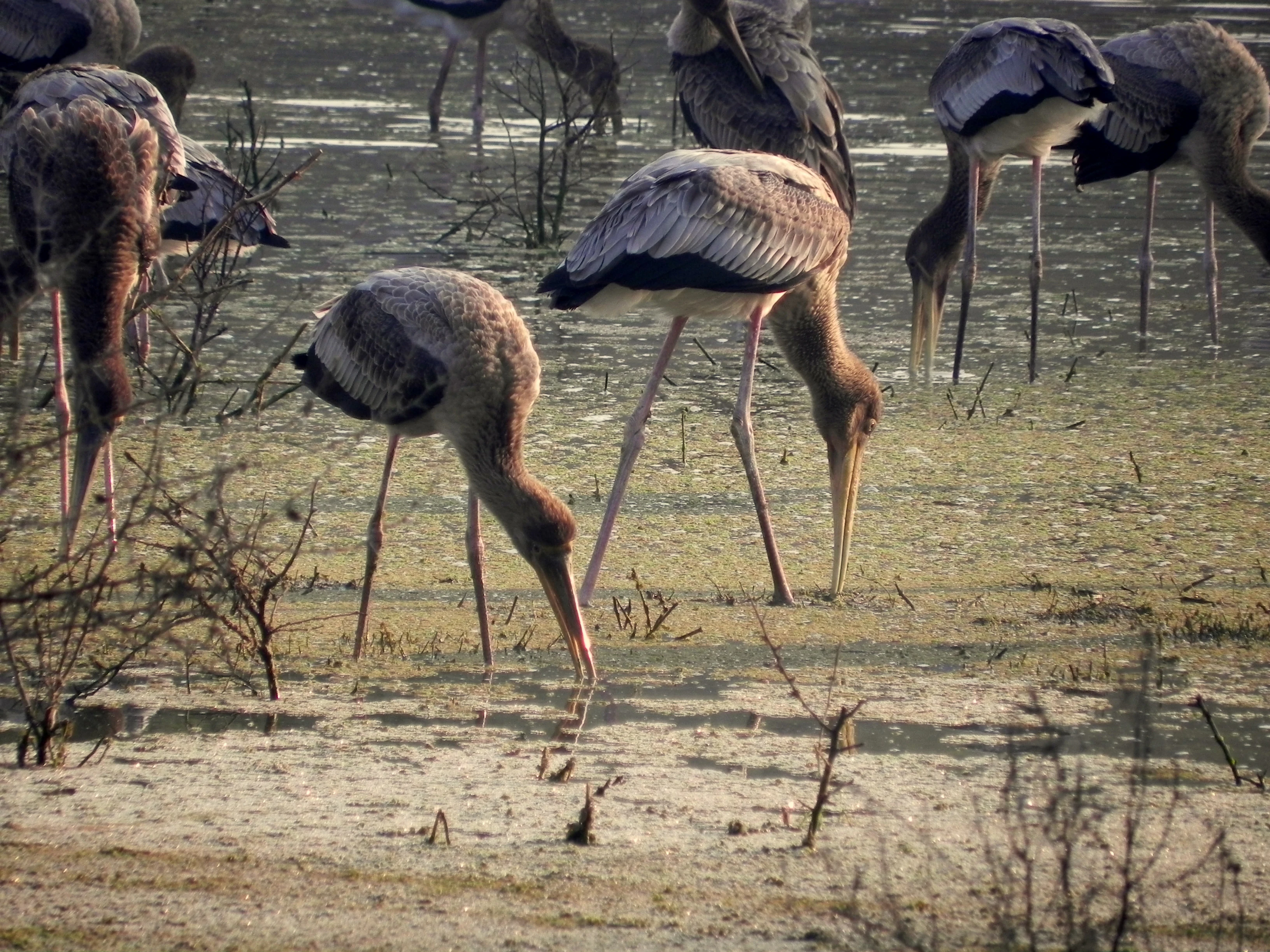 Varias aves zancudas grandes con cuellos y patas largas que se alimentan en aguas poco profundas de humedales