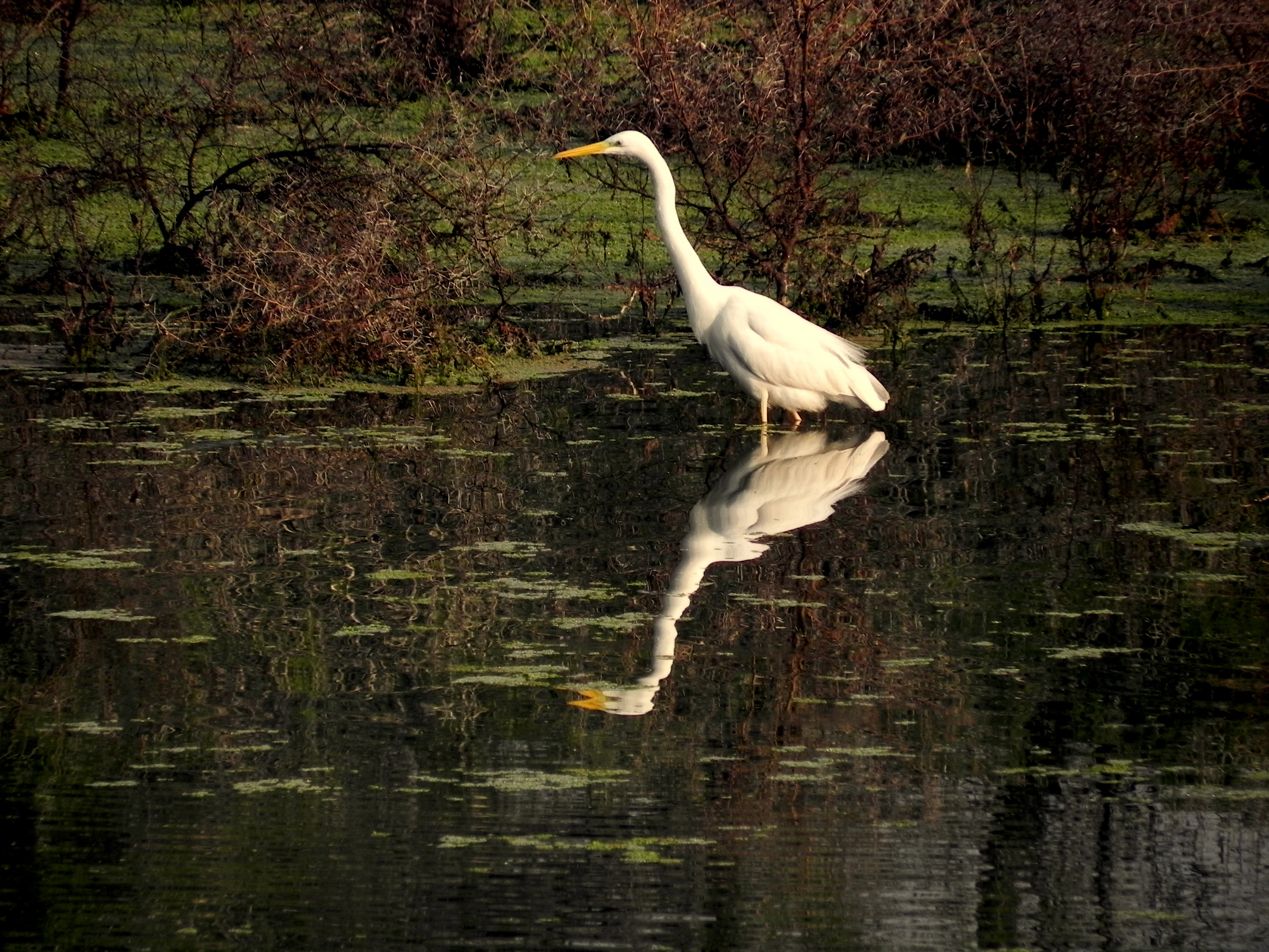Garza blanca grande de pie en aguas poco profundas con reflejo entre plantas acuáticas