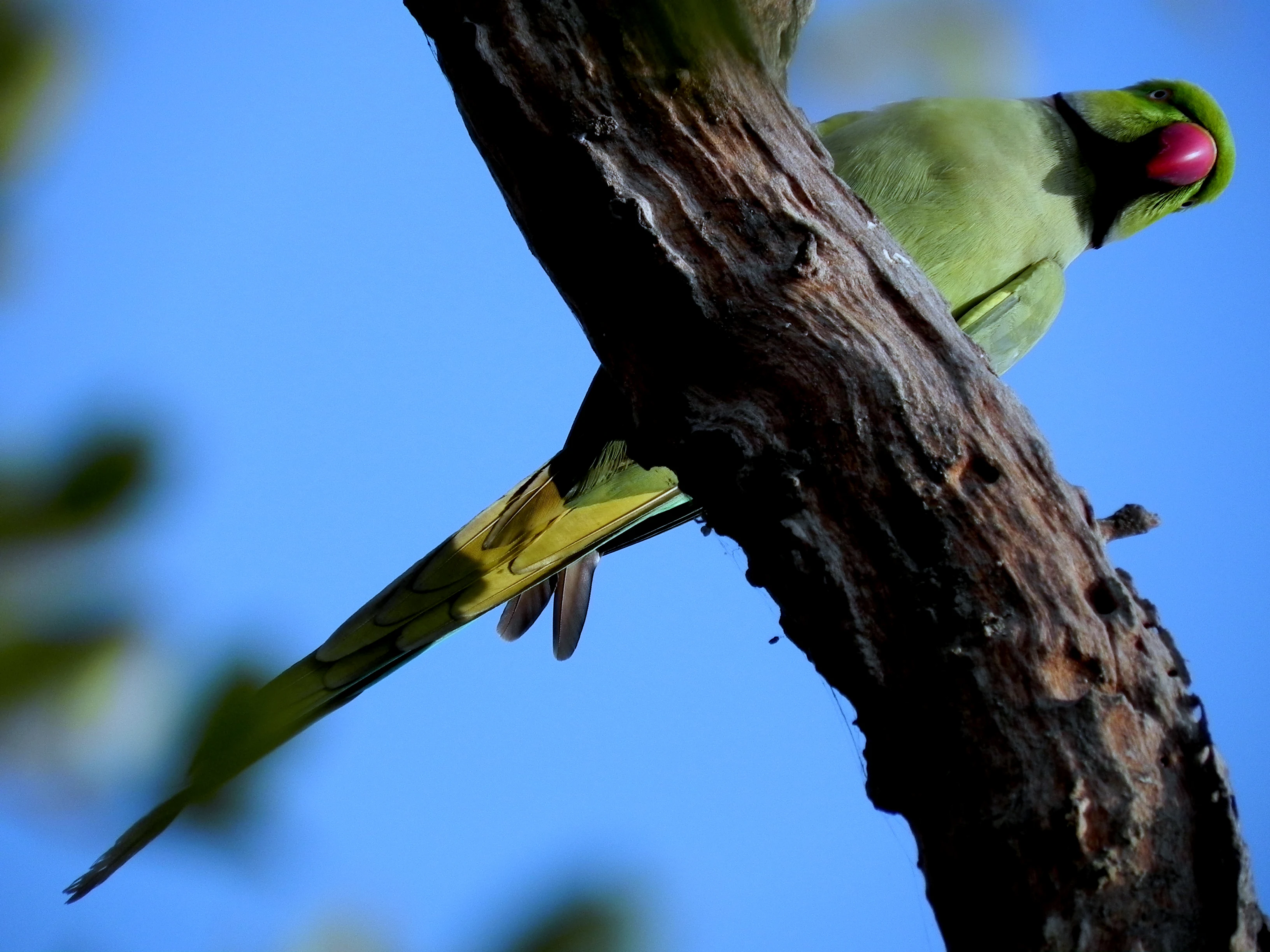 Periquito verde con pico rojo sobre una rama de árbol