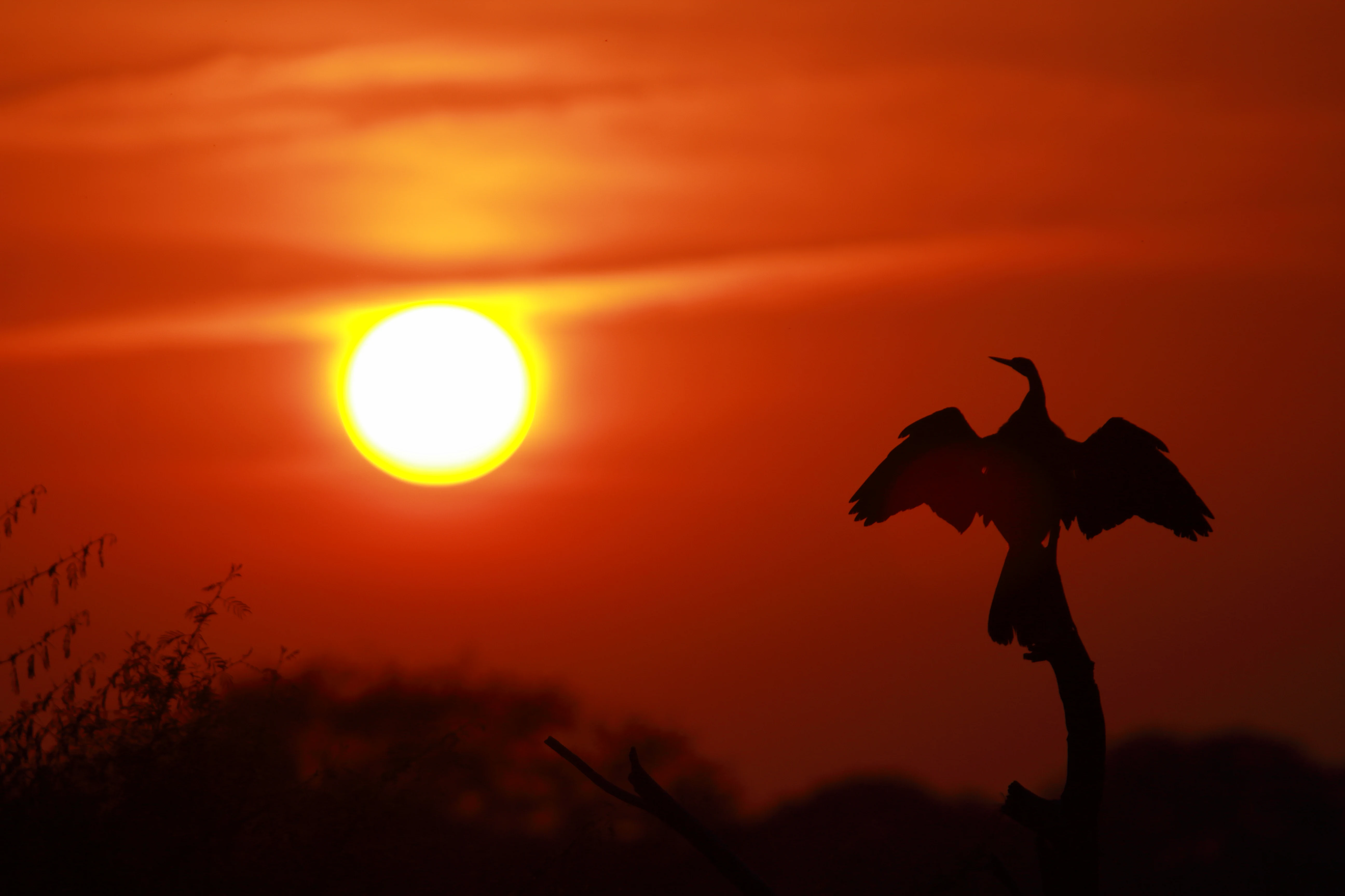 Silueta de un ave ánade real posada con las alas extendidas contra un cielo al atardecer