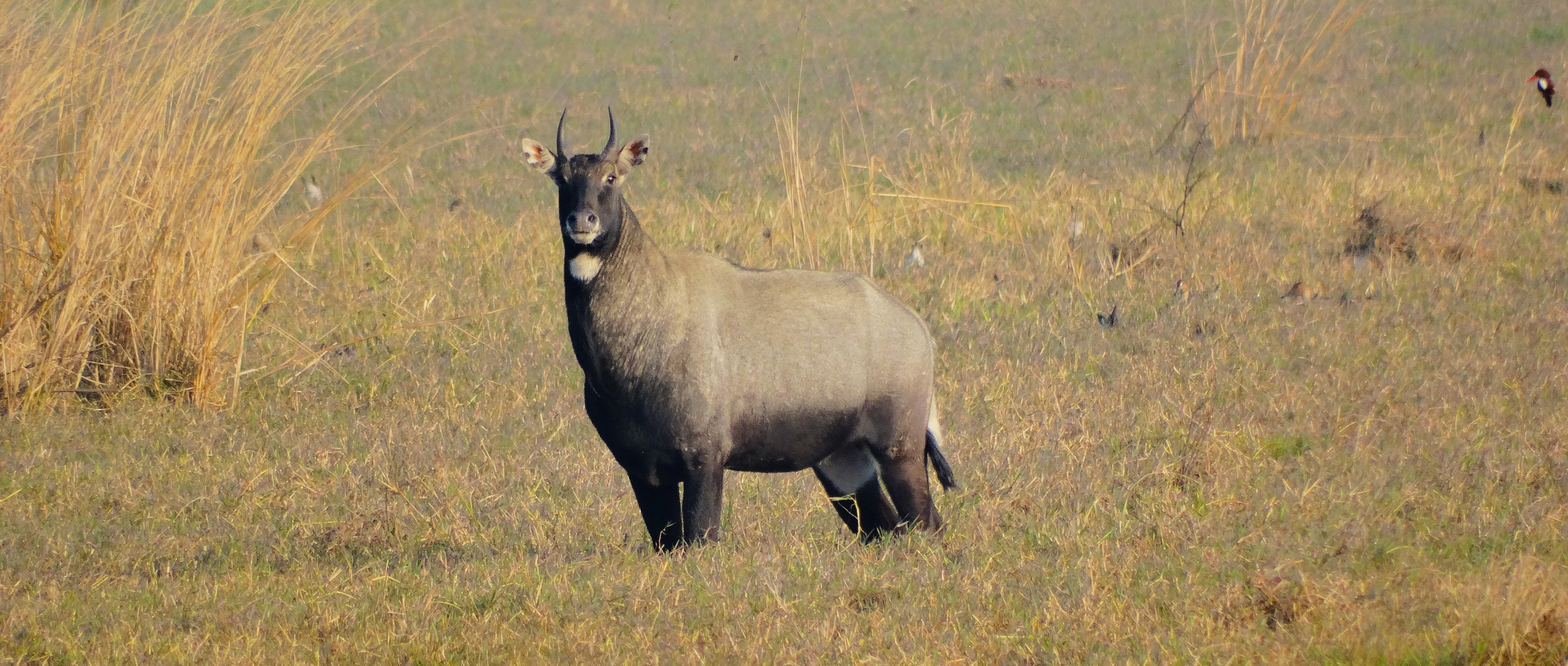 Antílope nilgoi de pie en un campo de hierba con hierba alta y seca al fondo