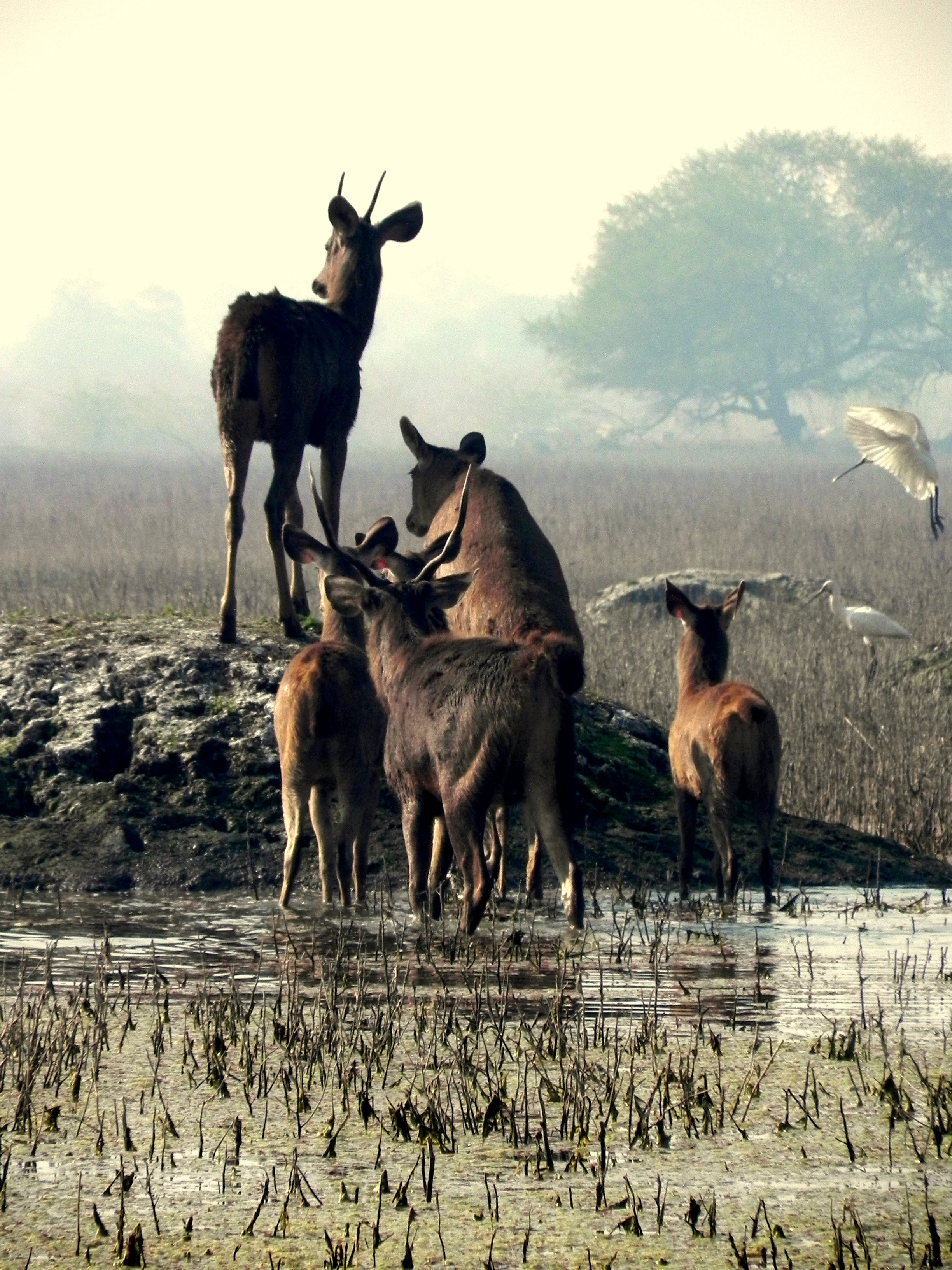 Grupo de ciervos de pie en aguas poco profundas con pájaros volando cerca en un entorno de humedal neblinoso
