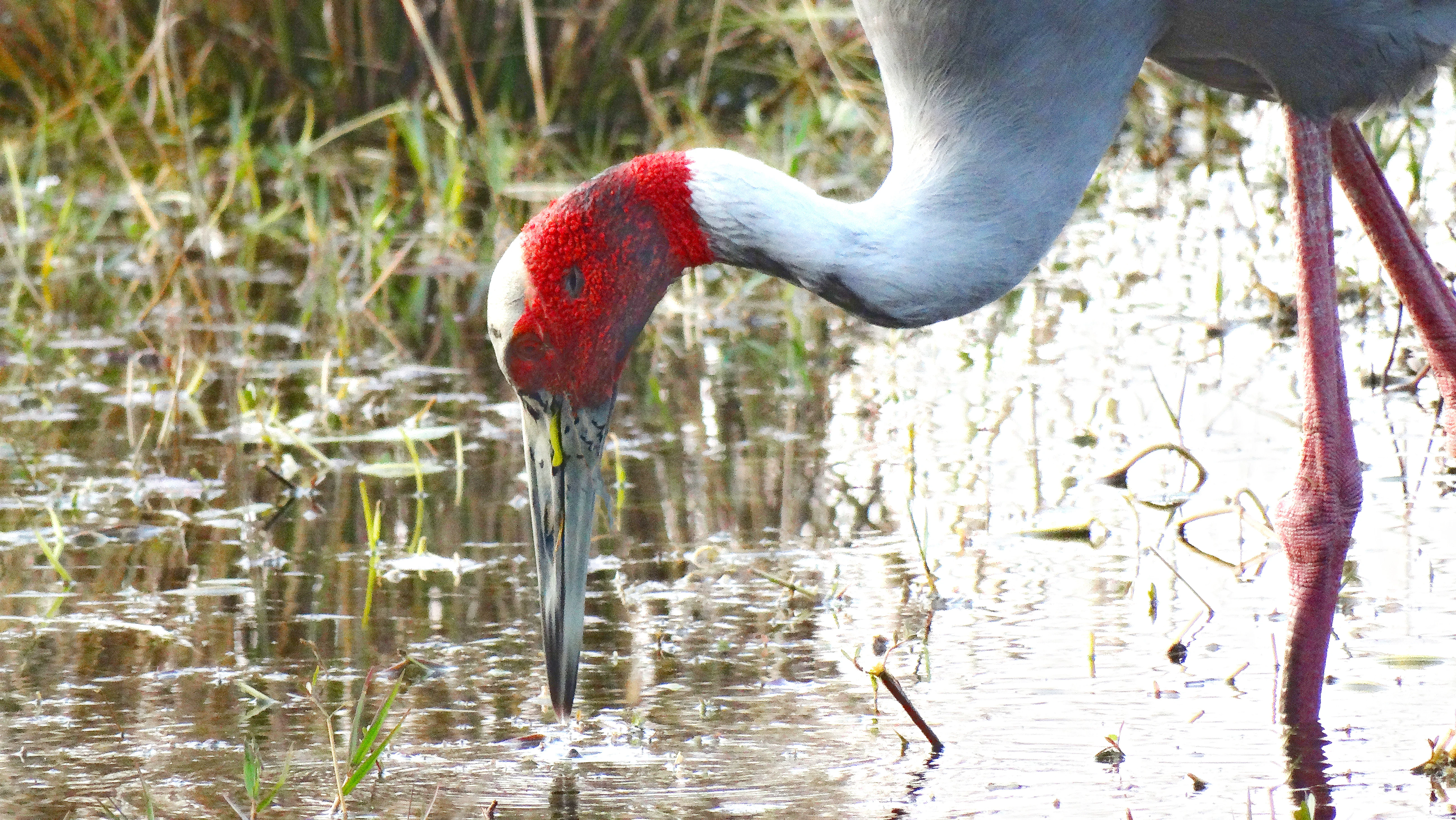 Una grulla cuellirroja, con la cabeza y el cuello rojos, se alimenta en aguas poco profundas entre plantas acuáticas.