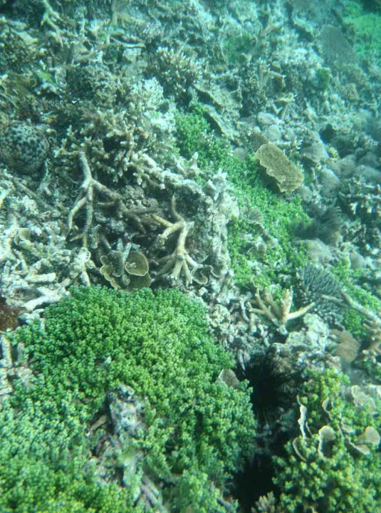 Underwater view of diverse coral formations with green and brown hues