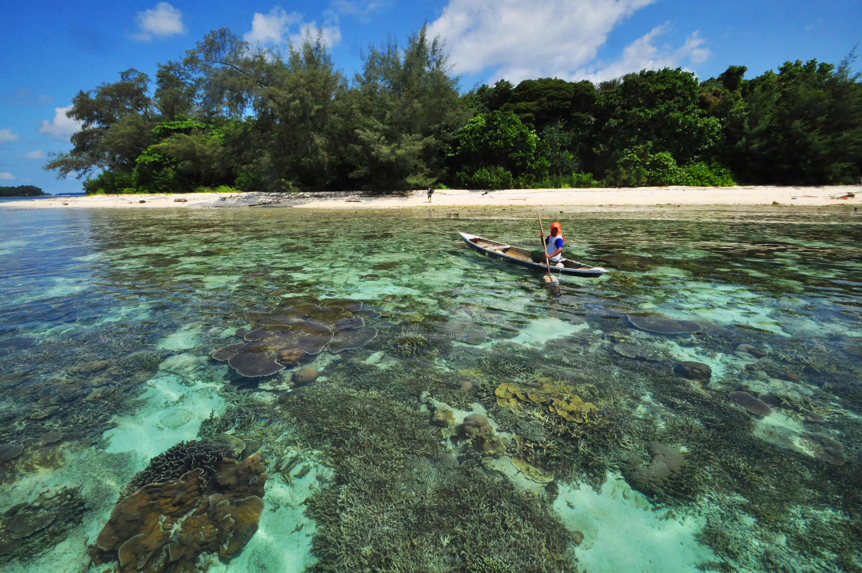 A person in a small boat on clear water near a sandy beach with dense green trees on the shore