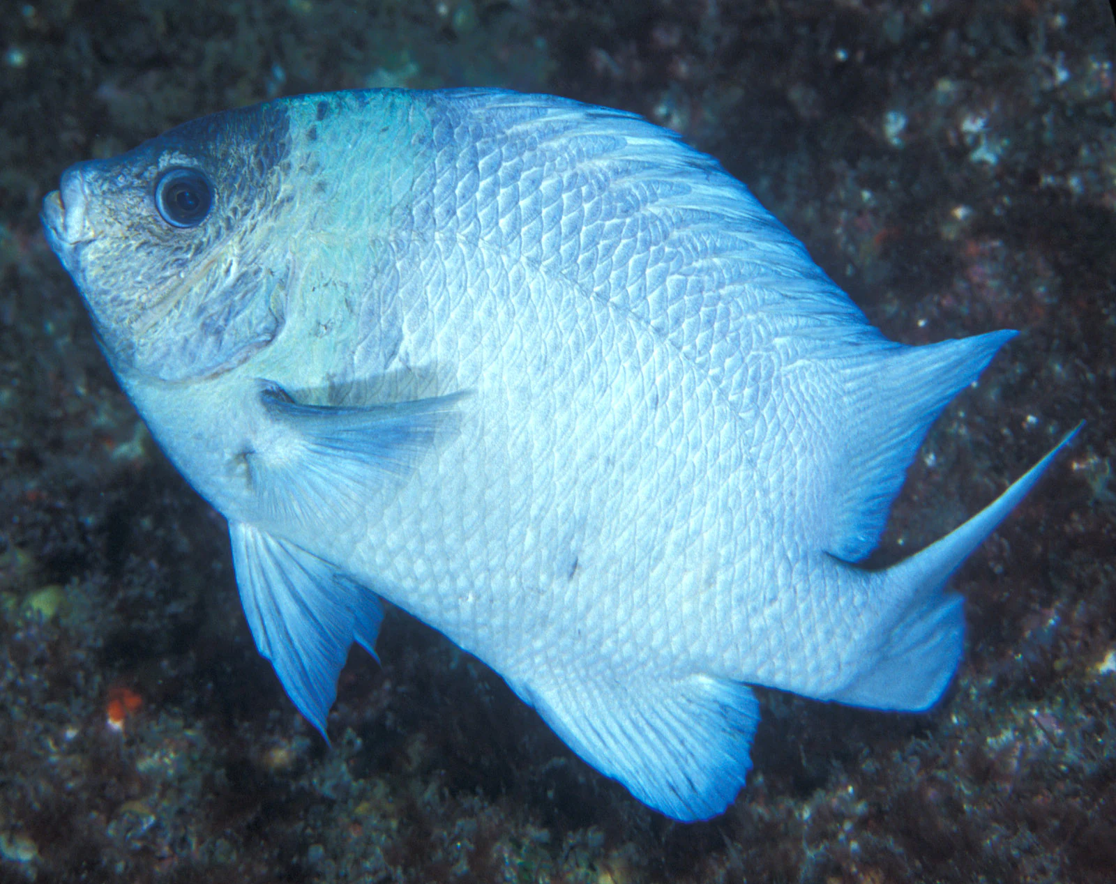 A blue-tinted Kermadec scalyfin fish swimming against a dark, rocky background.