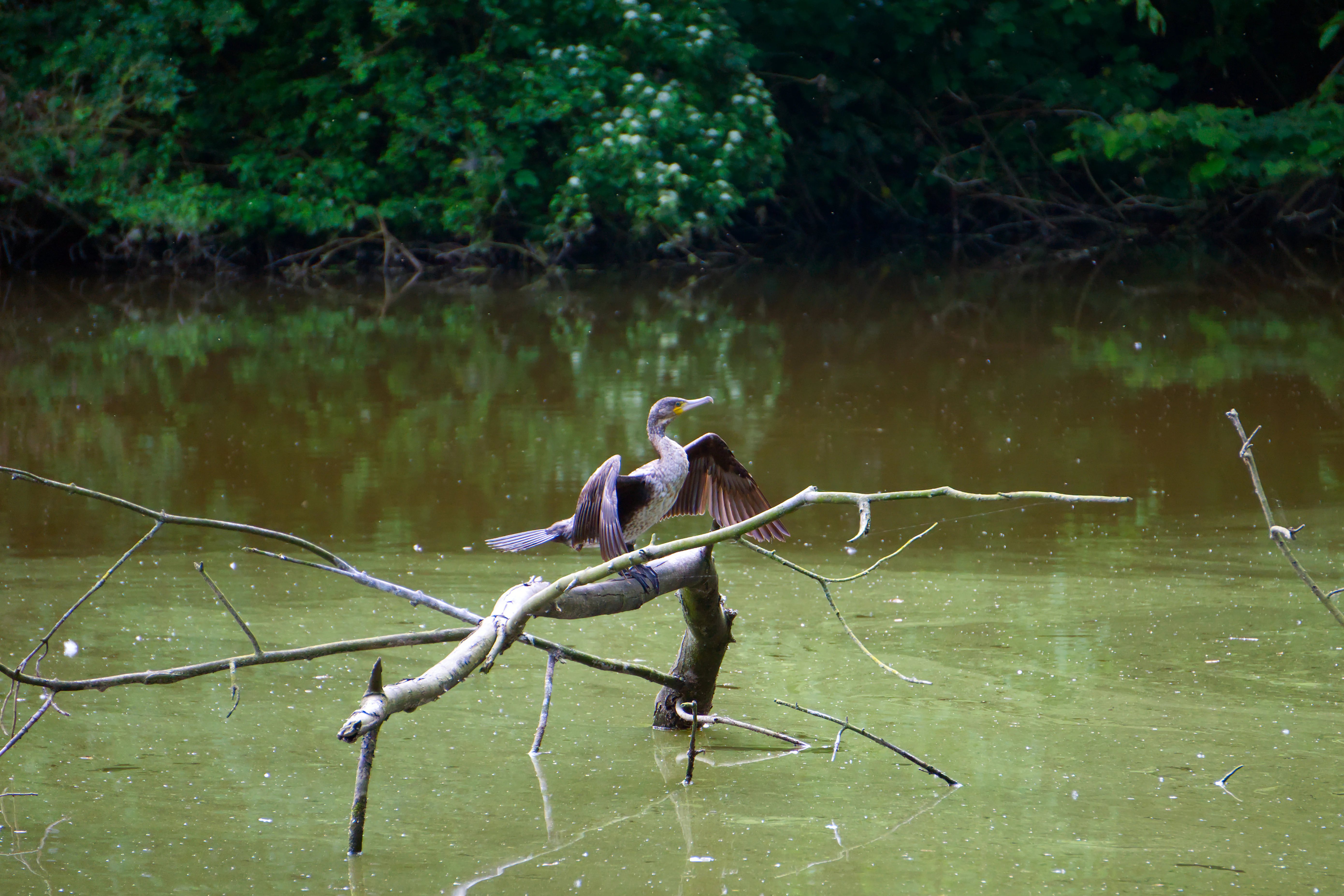 A cormorant standing on a bare branch extending above the surface of a pond, with its wings spread out to dry in a nature reserve.