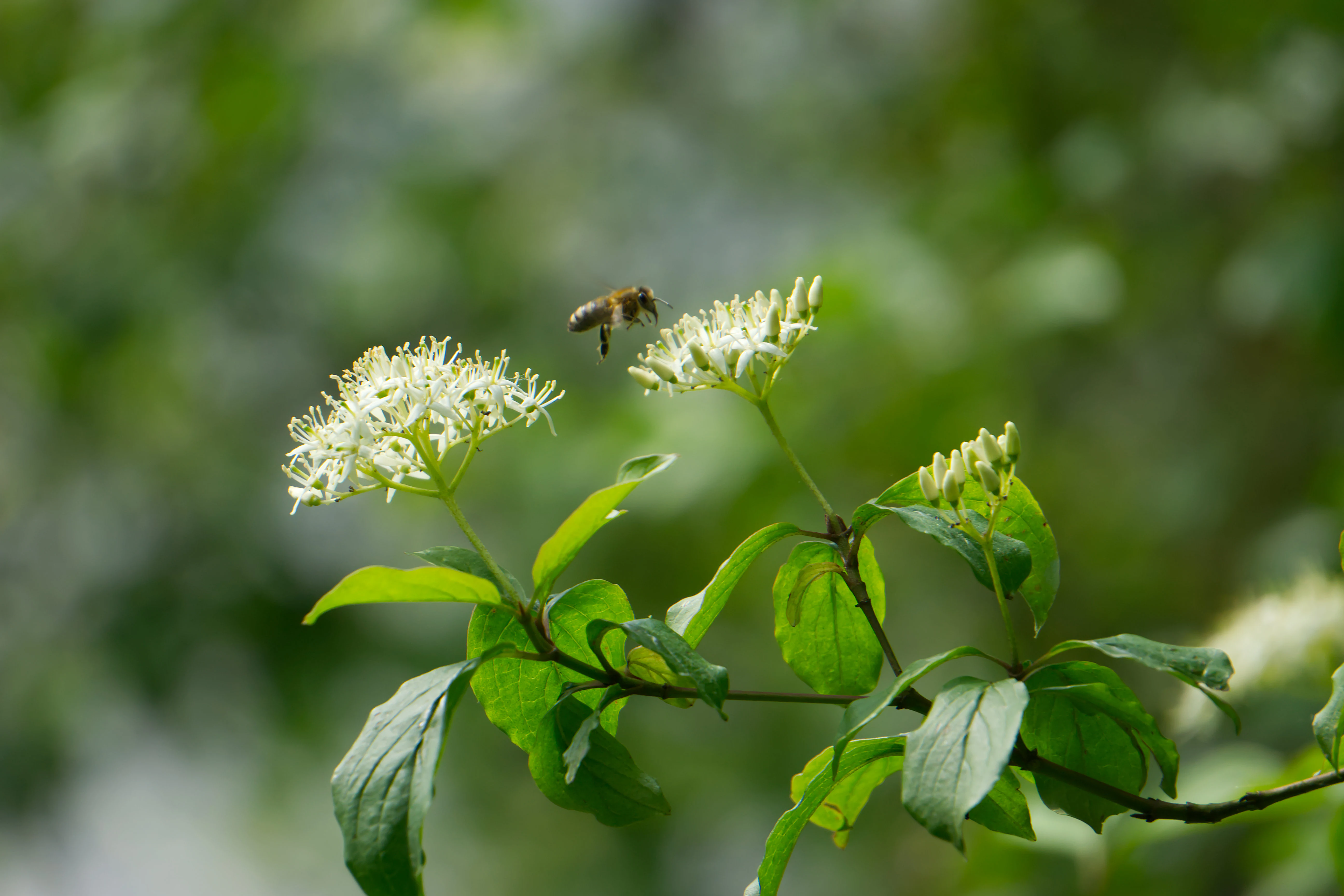 A honeybee hovering near cluster of small white flowers on a green leafy branch.