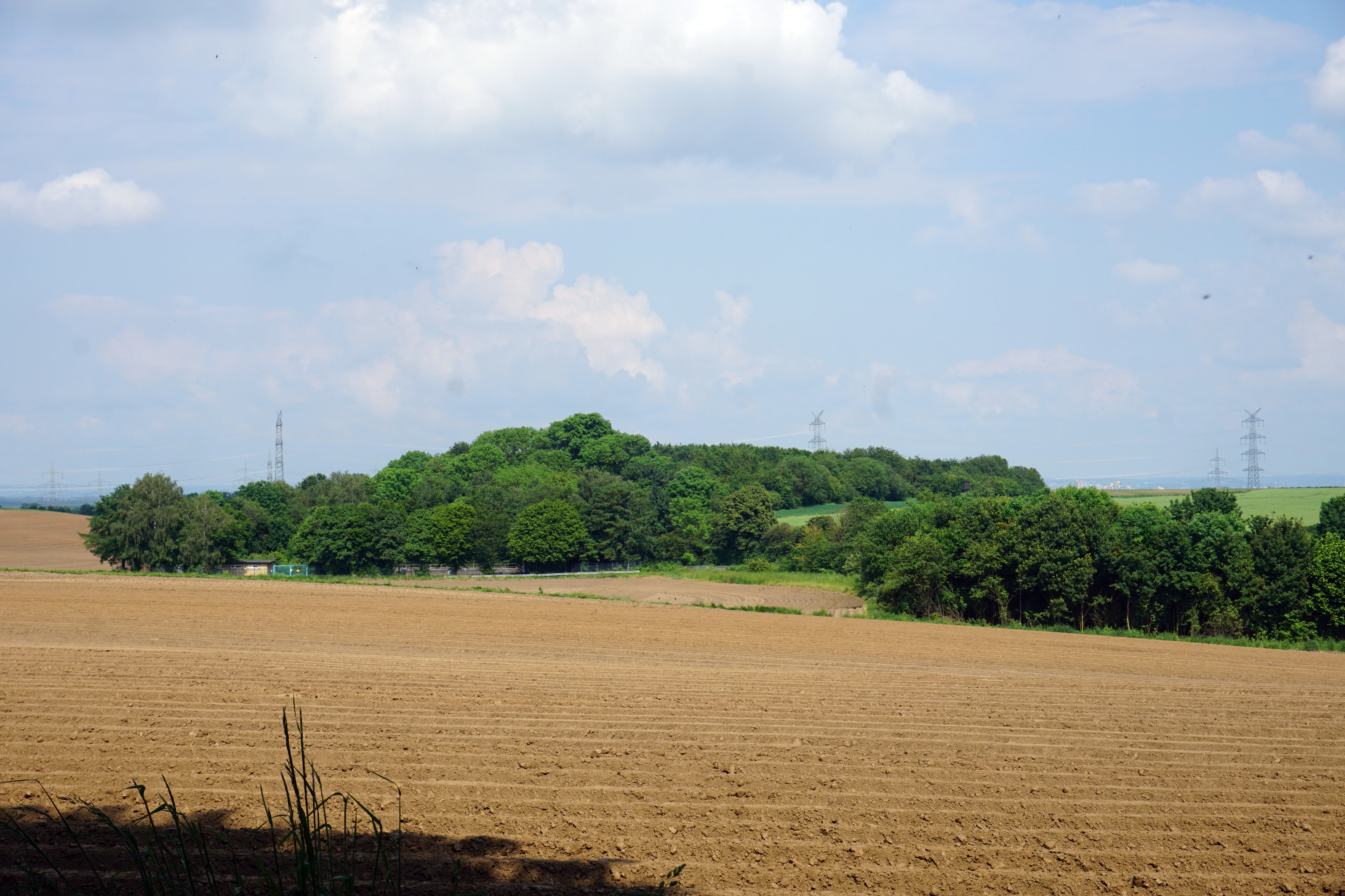 A wide shot showing a dense green forest patch in the middle ground surrounded by large, tilled agricultural fields under a partially cloudy blue sky.