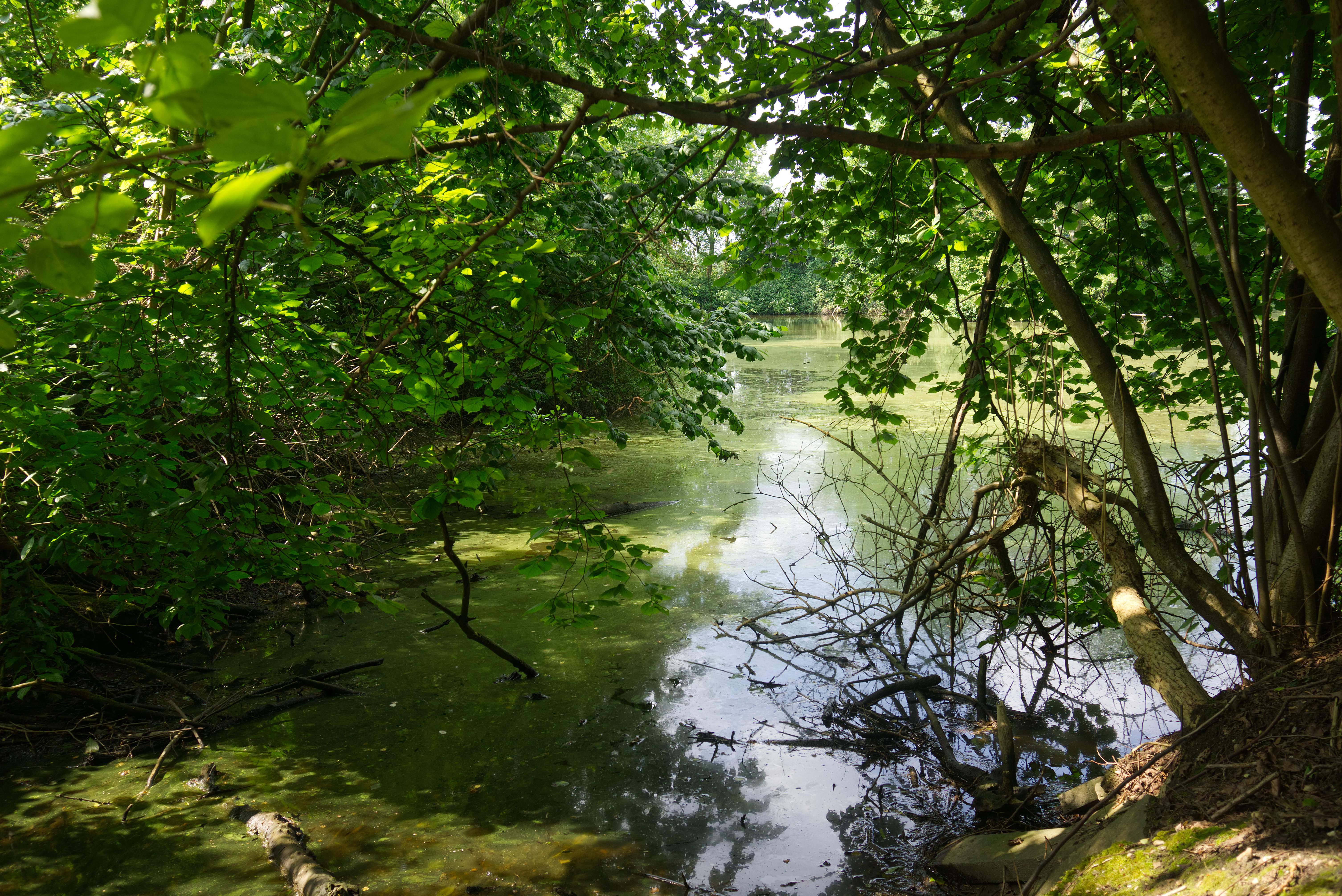 A small, still pond framed by lush green trees and shrubs, with overhanging branches reflecting in the water.