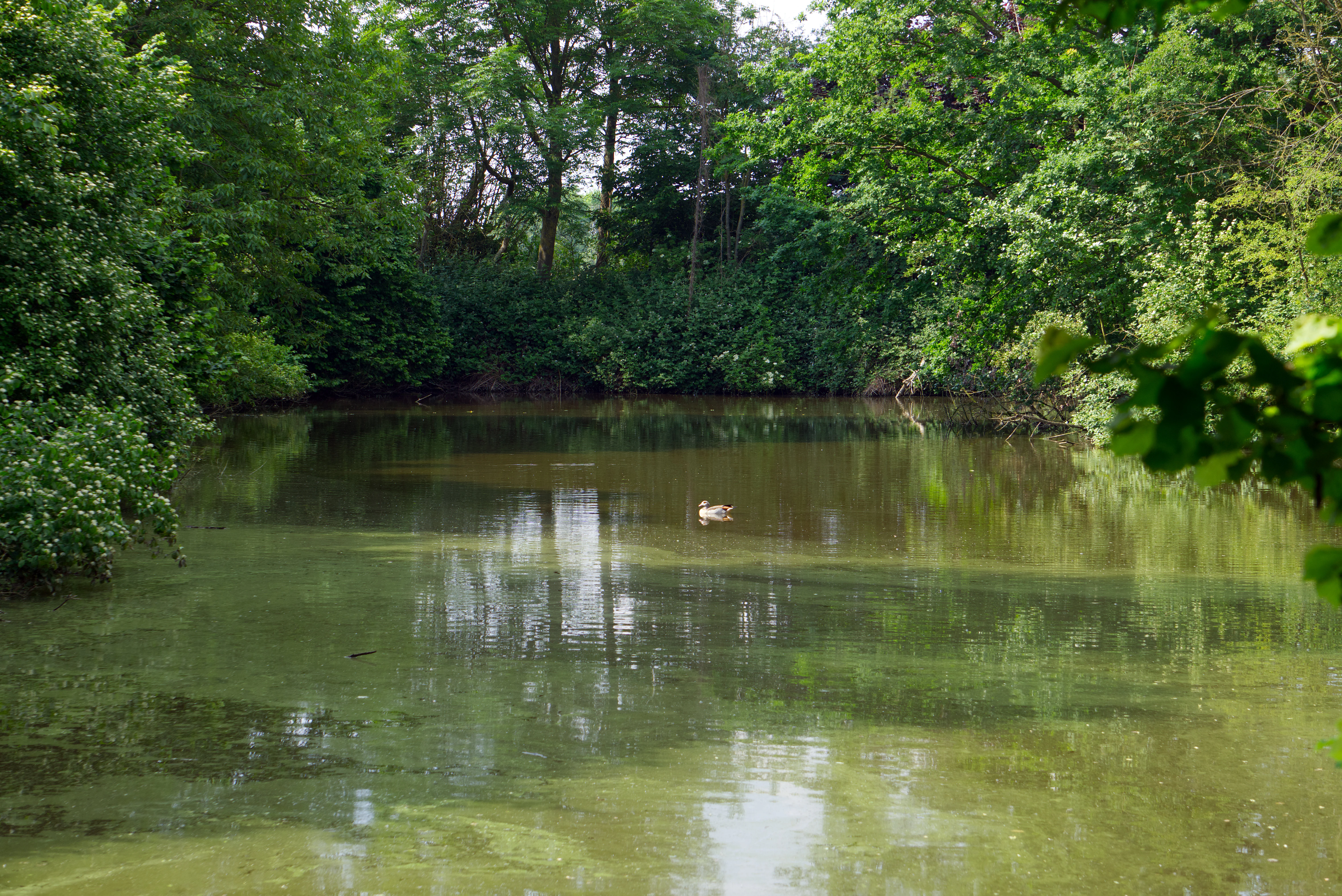 A small pond with green, algae-covered surface water reflects the surrounding dense green forest; a single duck swims in the center.