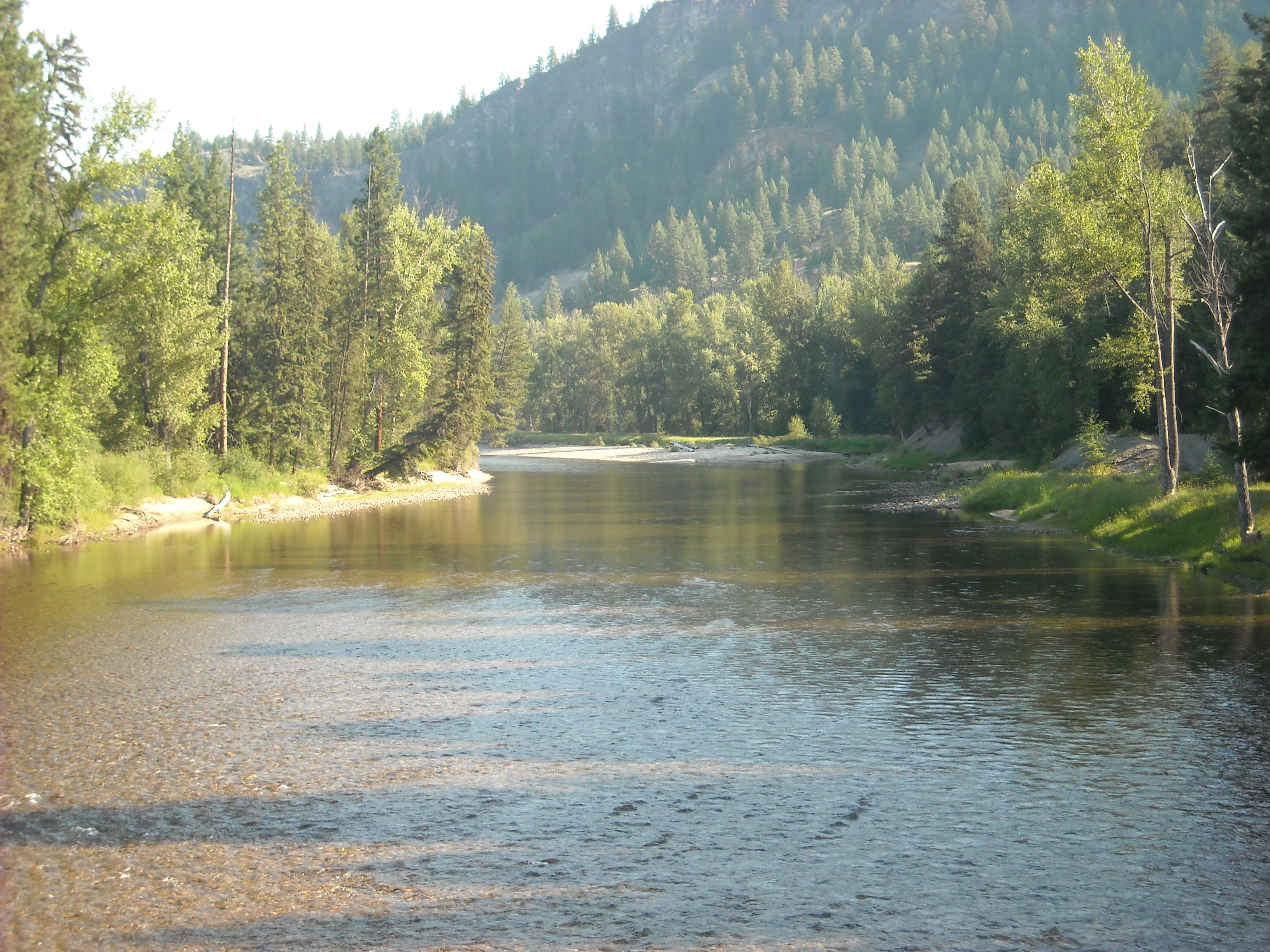 A peaceful river flows through a valley surrounded by a dense forest of evergreen and deciduous trees under clear daylight.