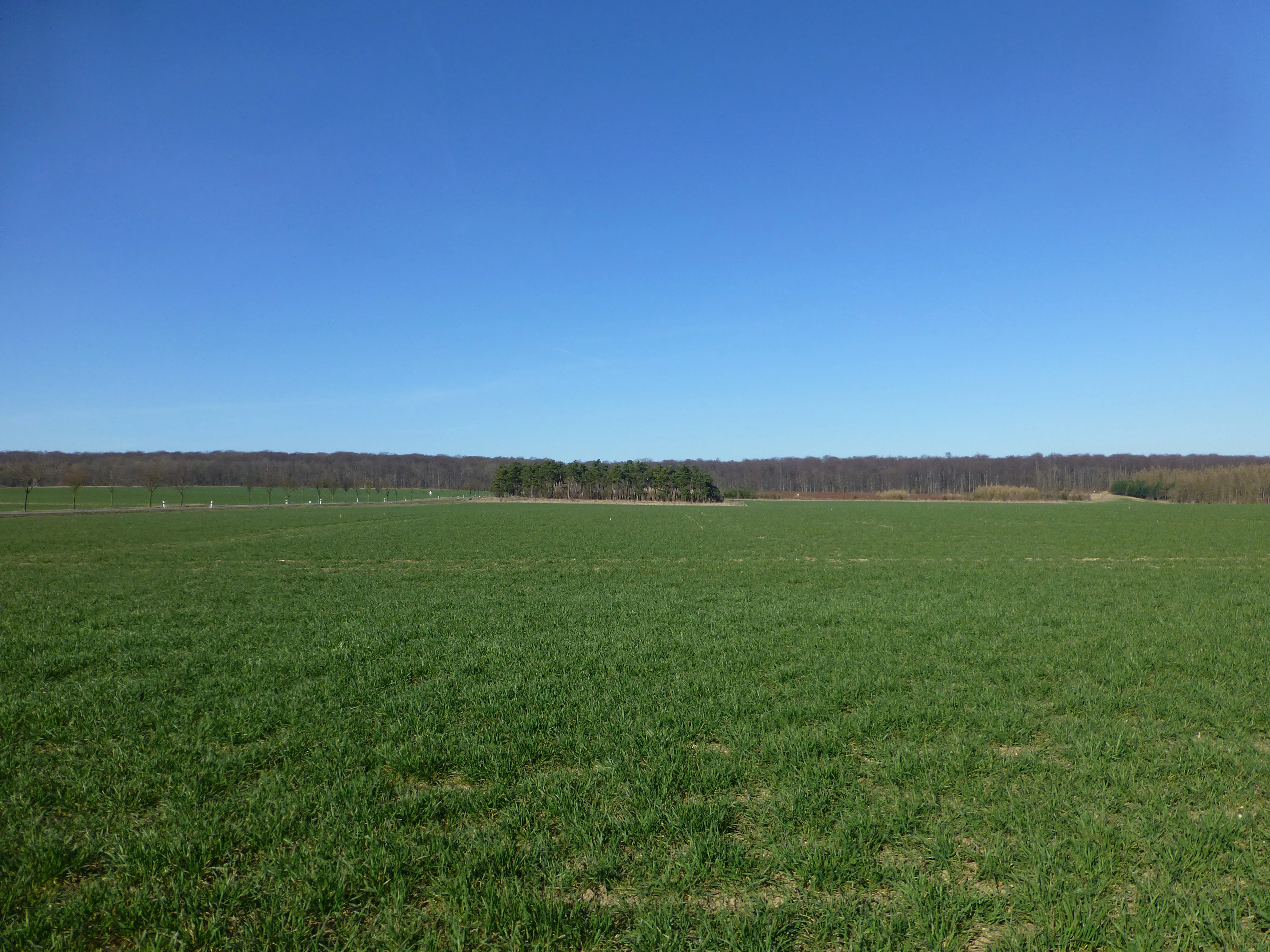 View of Keulaer Wald