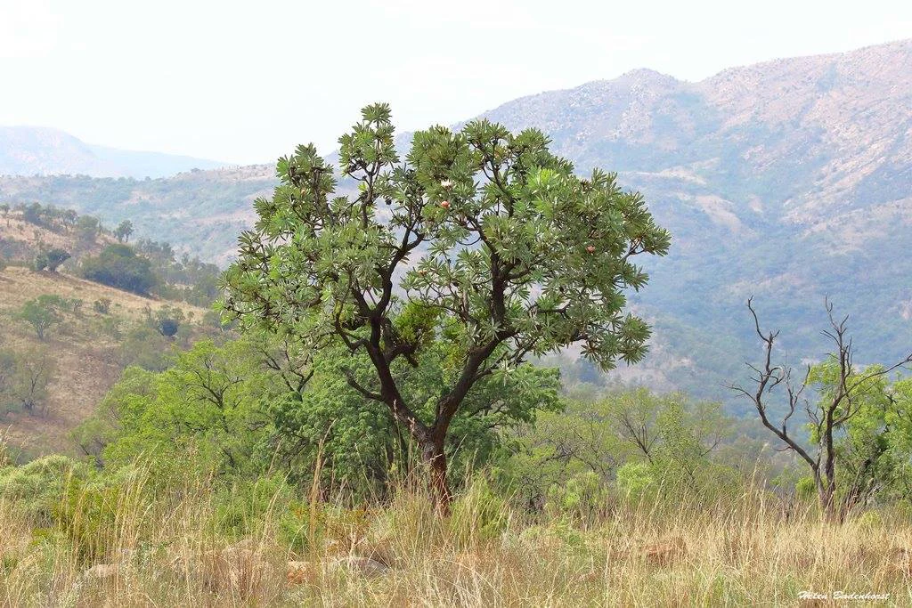 A flowering Common Sugarbush tree standing in a grassy field with rolling mountain slopes in the background.