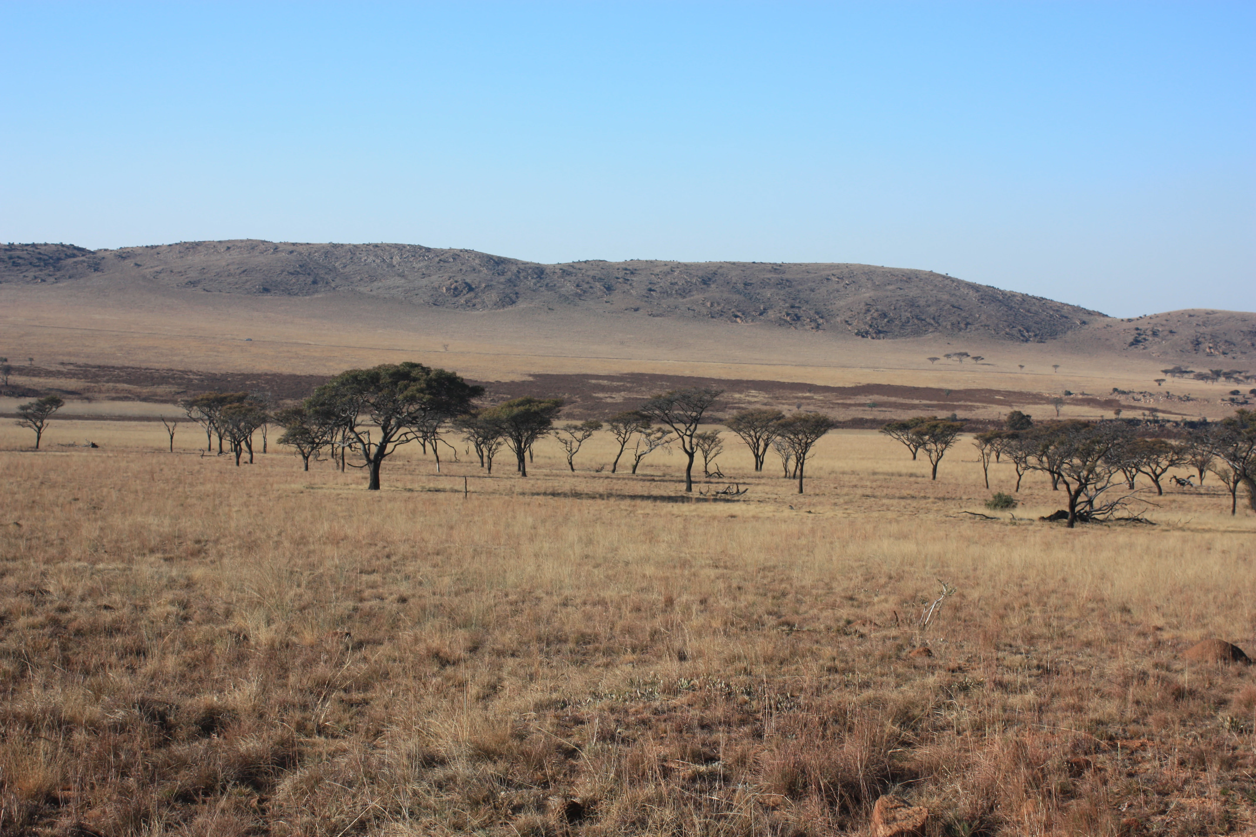 A wide, dry, golden-brown savanna landscape with scattered small trees and low, rounded mountain ridges in the background under a clear blue sky.