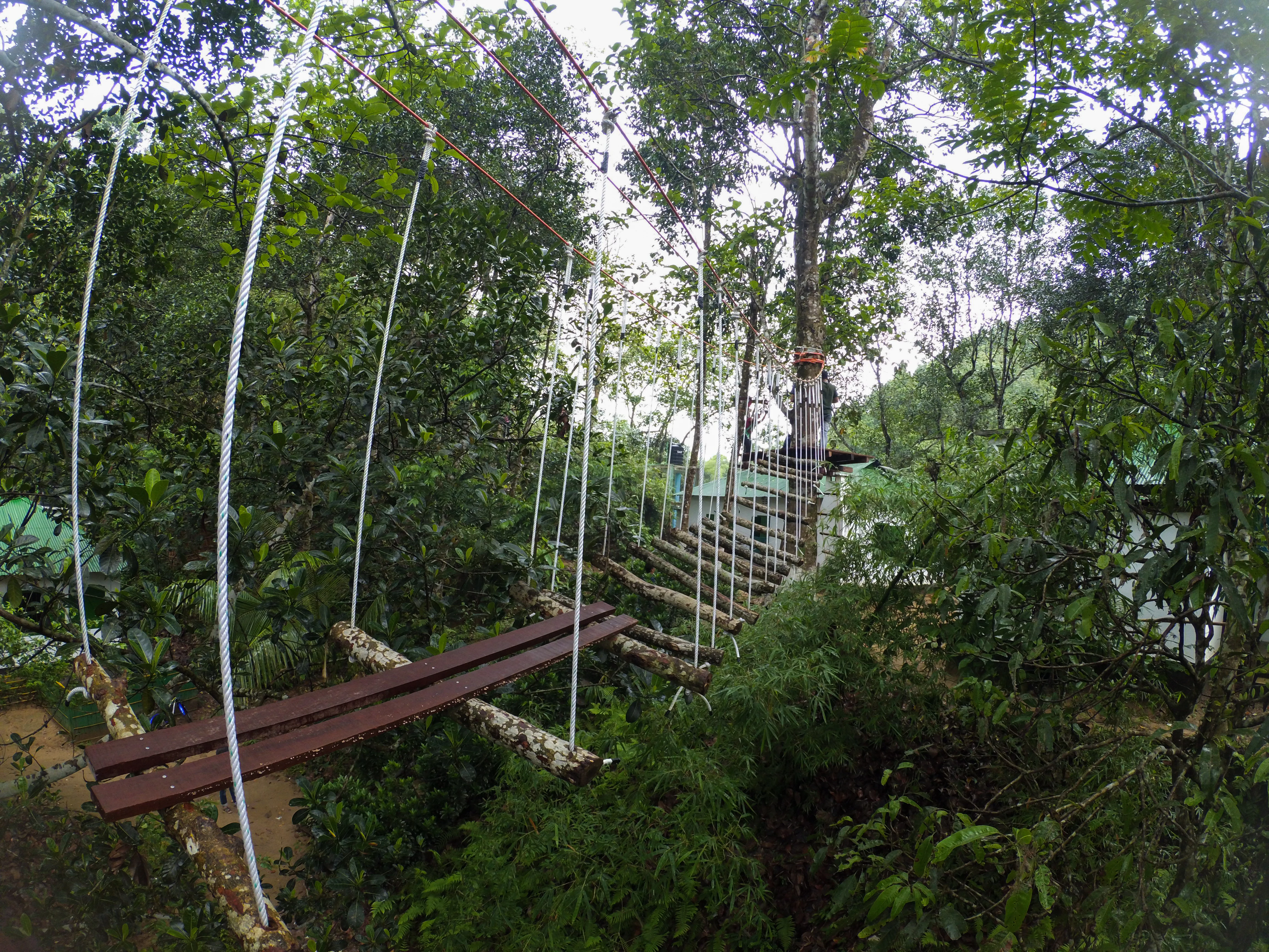 Wooden suspension bridge with metal cables spanning a dense green forest, showing elevated trail structure in a national park setting
