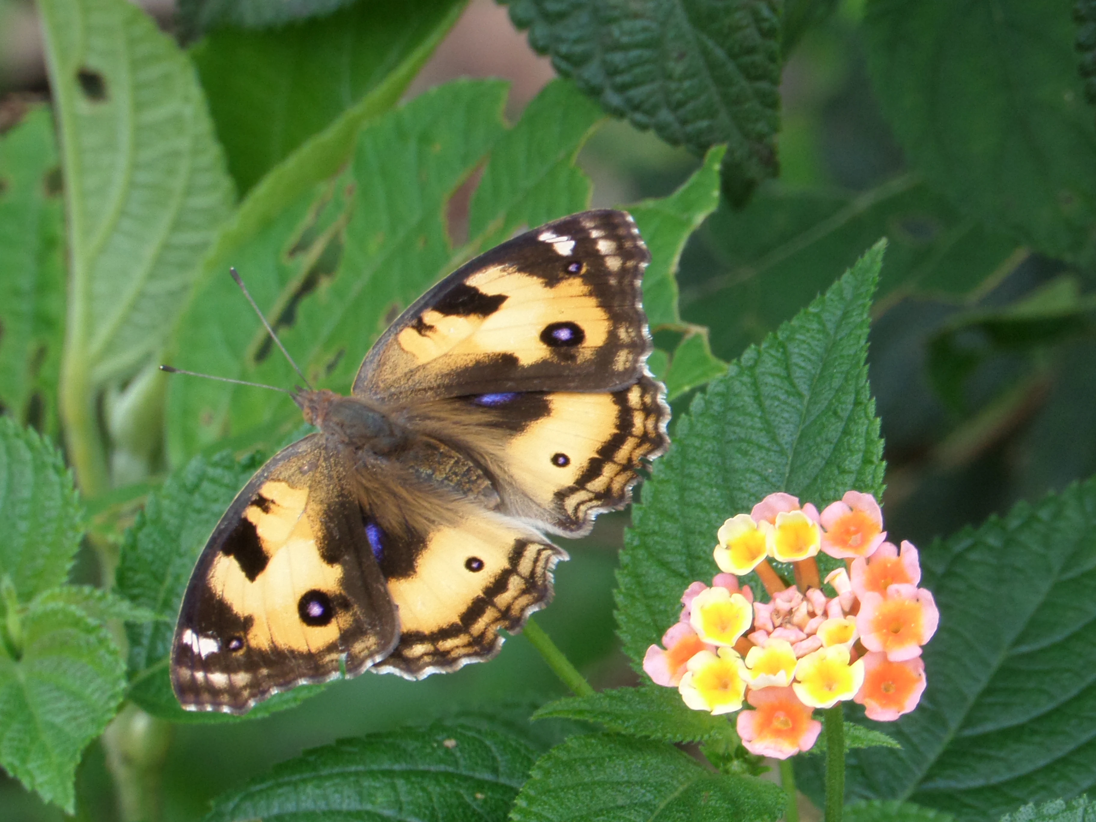 Butterfly with brown, yellow, and black patterns on a flower with green leaves