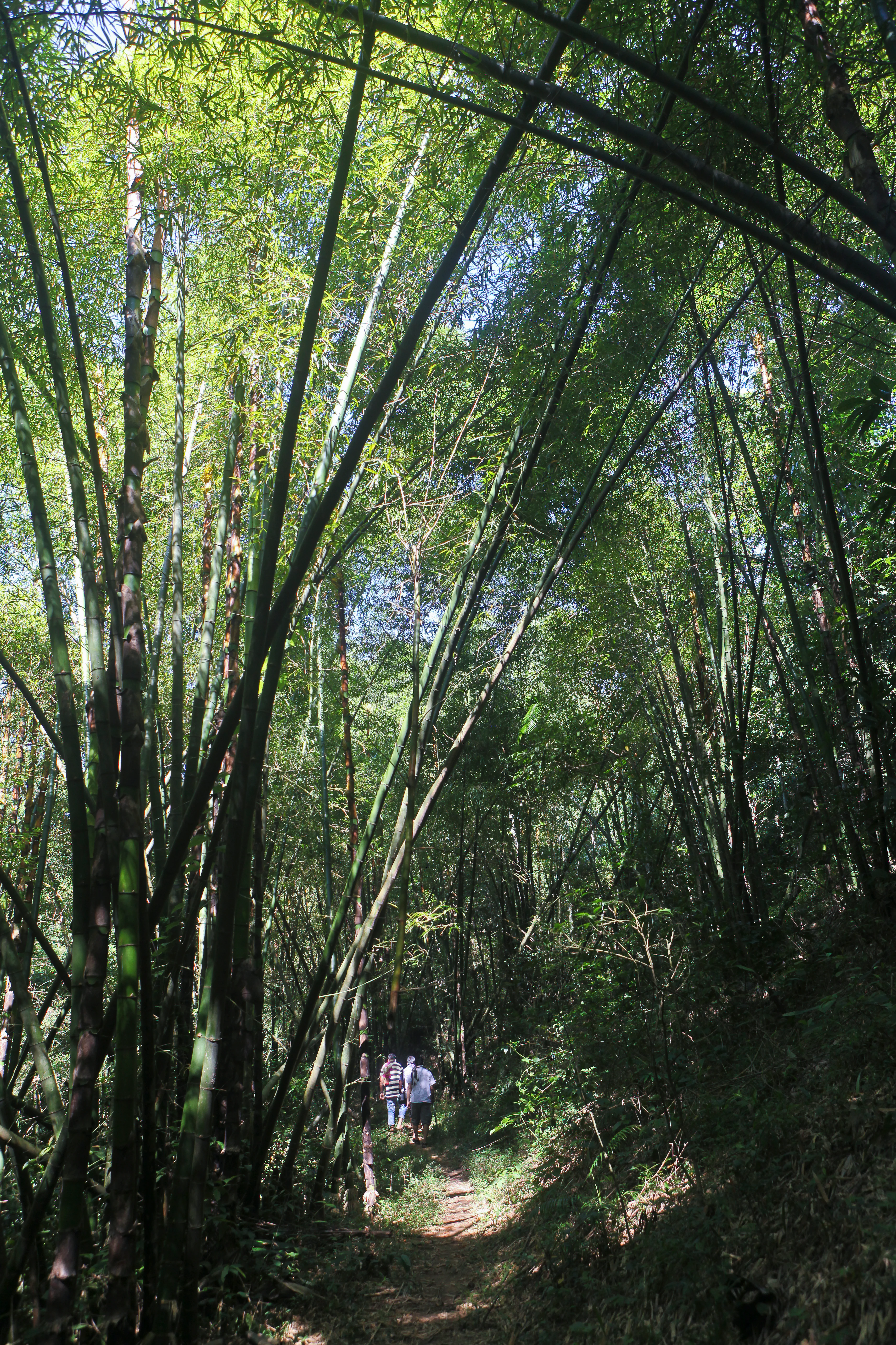 Two people walking on a narrow dirt path through a dense bamboo forest
