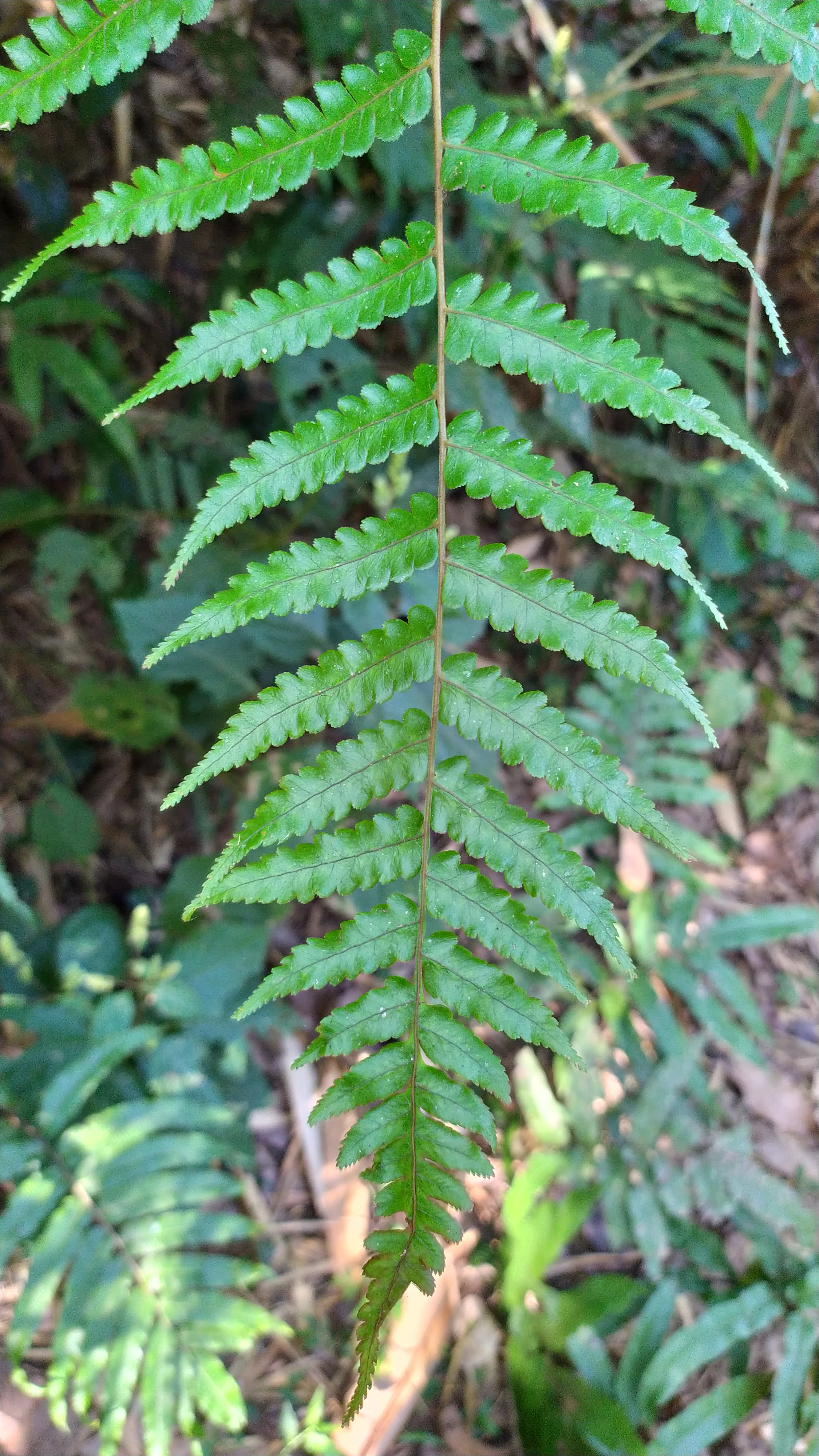 A single green fern frond with serrated edges, surrounded by dense forest foliage