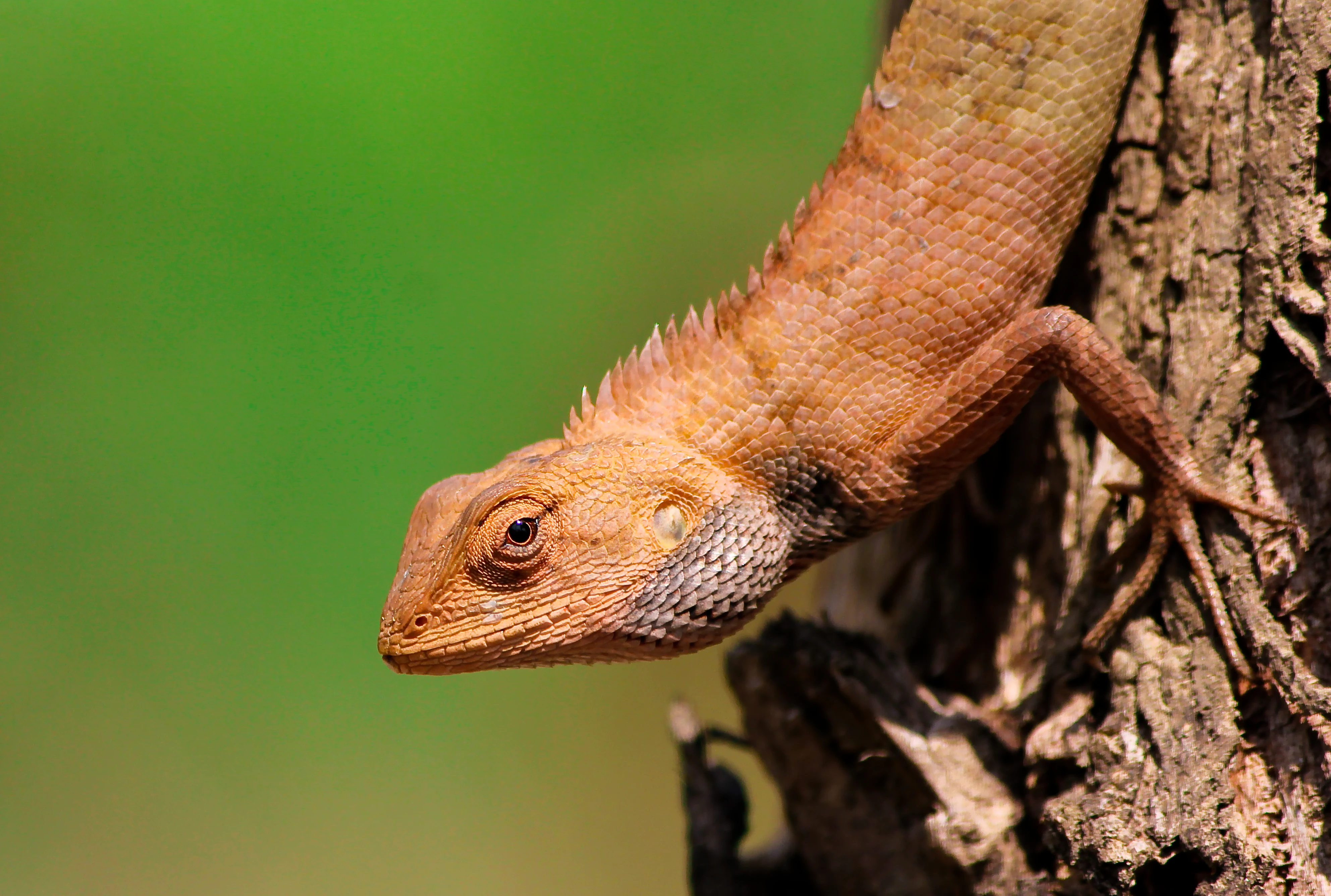 Close-up of a brown lizard with spines on its back clinging to a tree trunk
