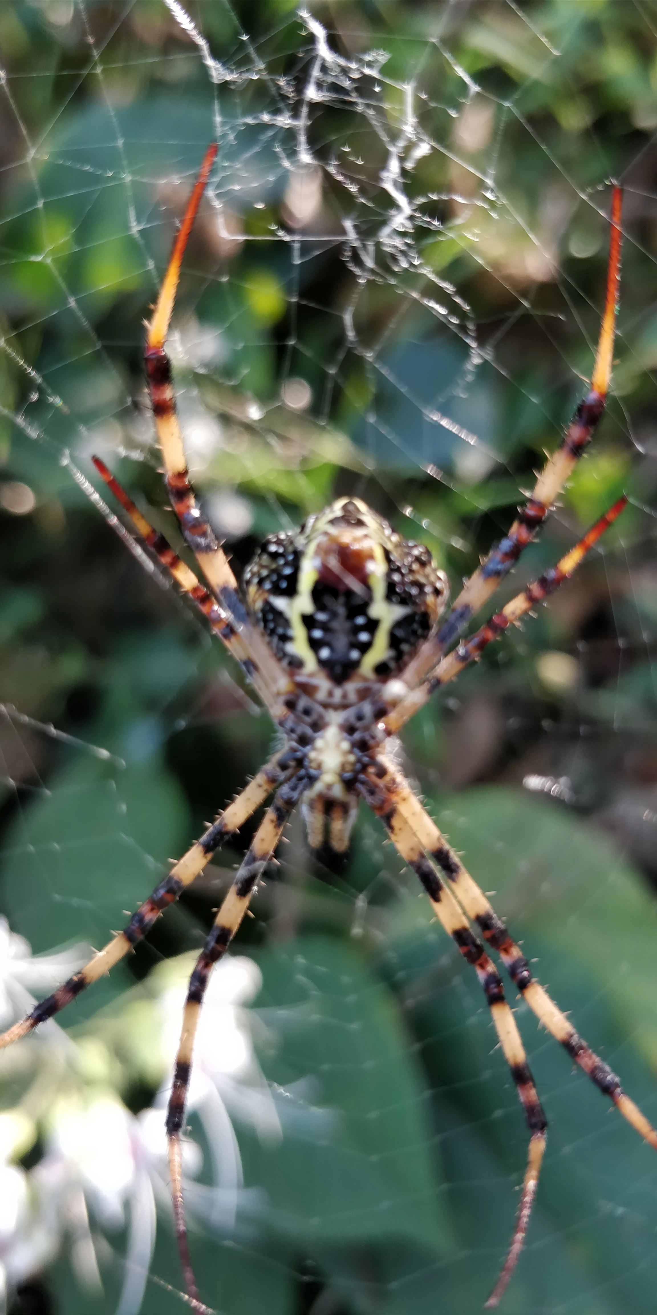 A spider with patterned legs on a web, surrounded by green foliage