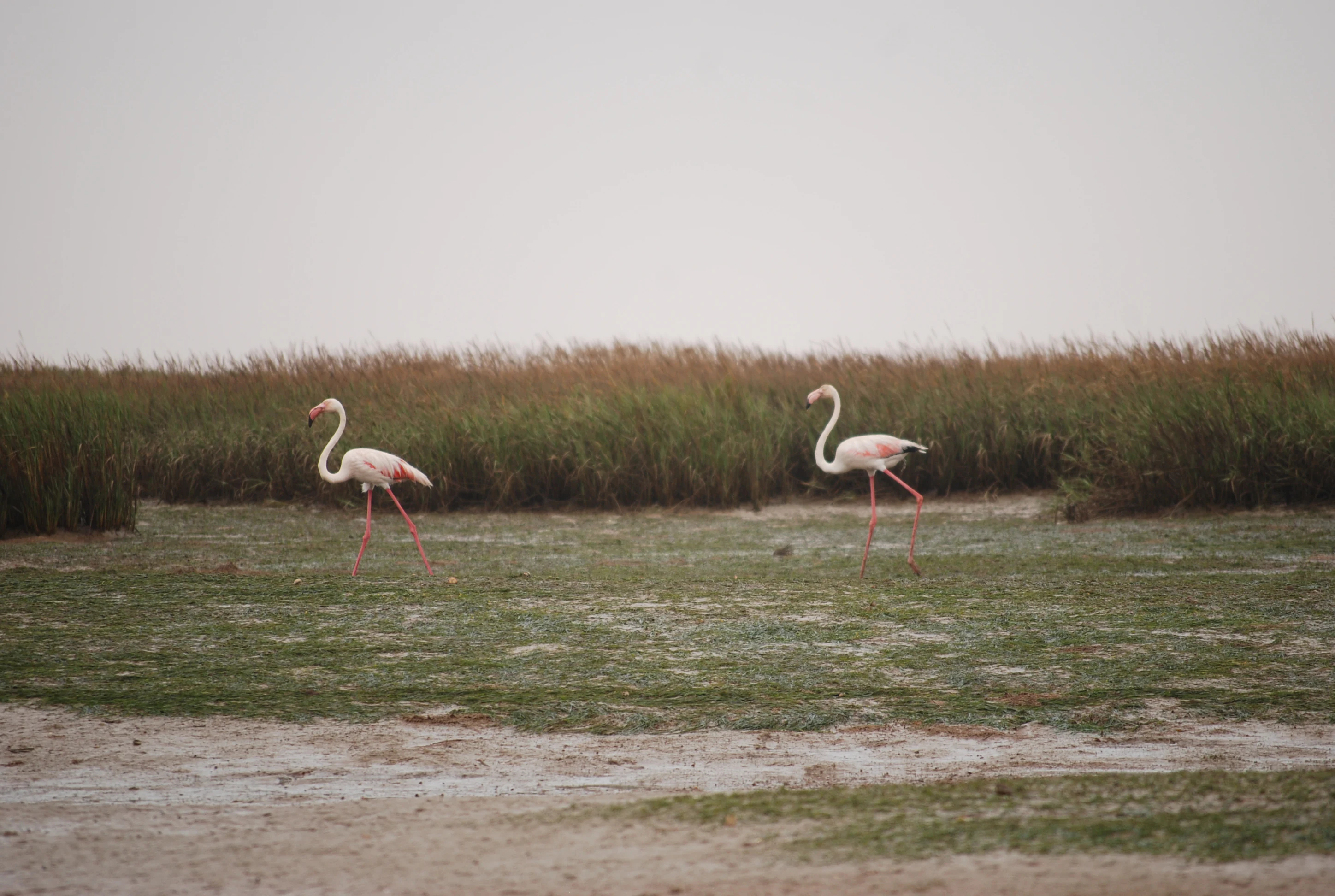 Two pink flamingos standing on a grassy field with tall reeds in the background.
