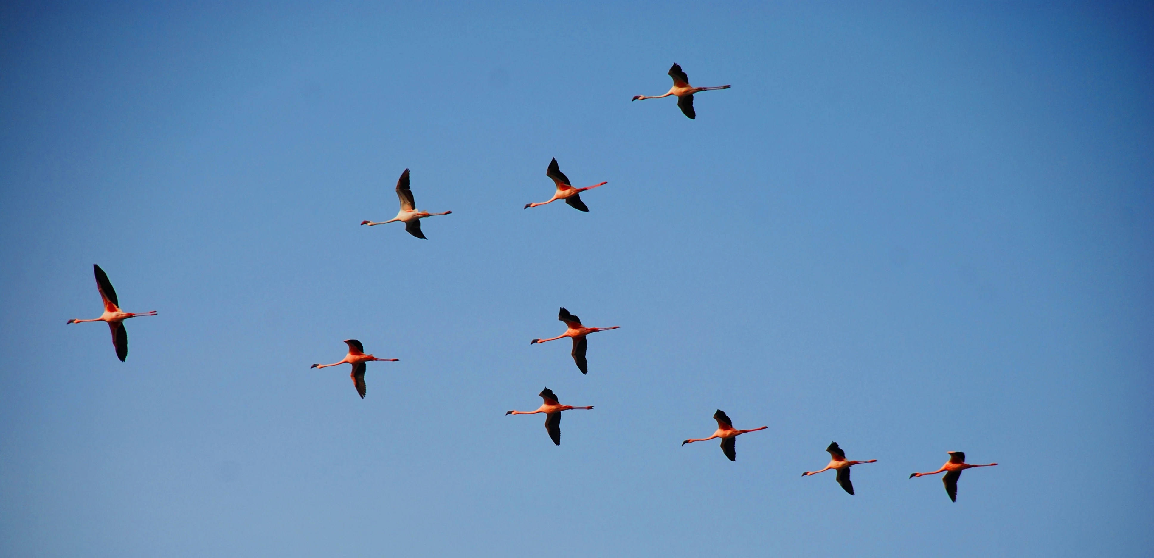A group of pink flamingos flying in a scattered formation across a bright blue sky.