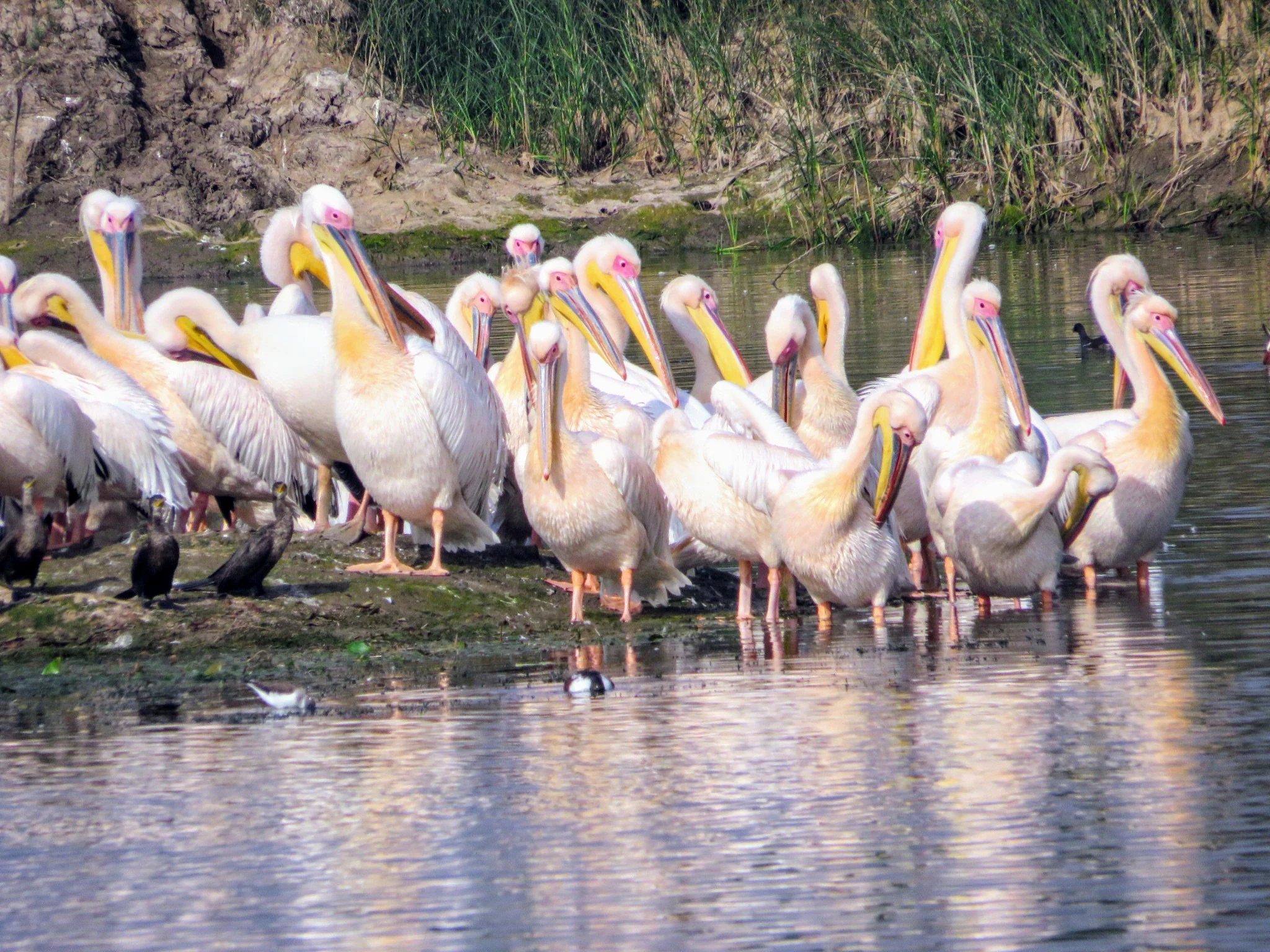 A large flock of white pelicans standing on a muddy riverbank with their reflections visible in the water.