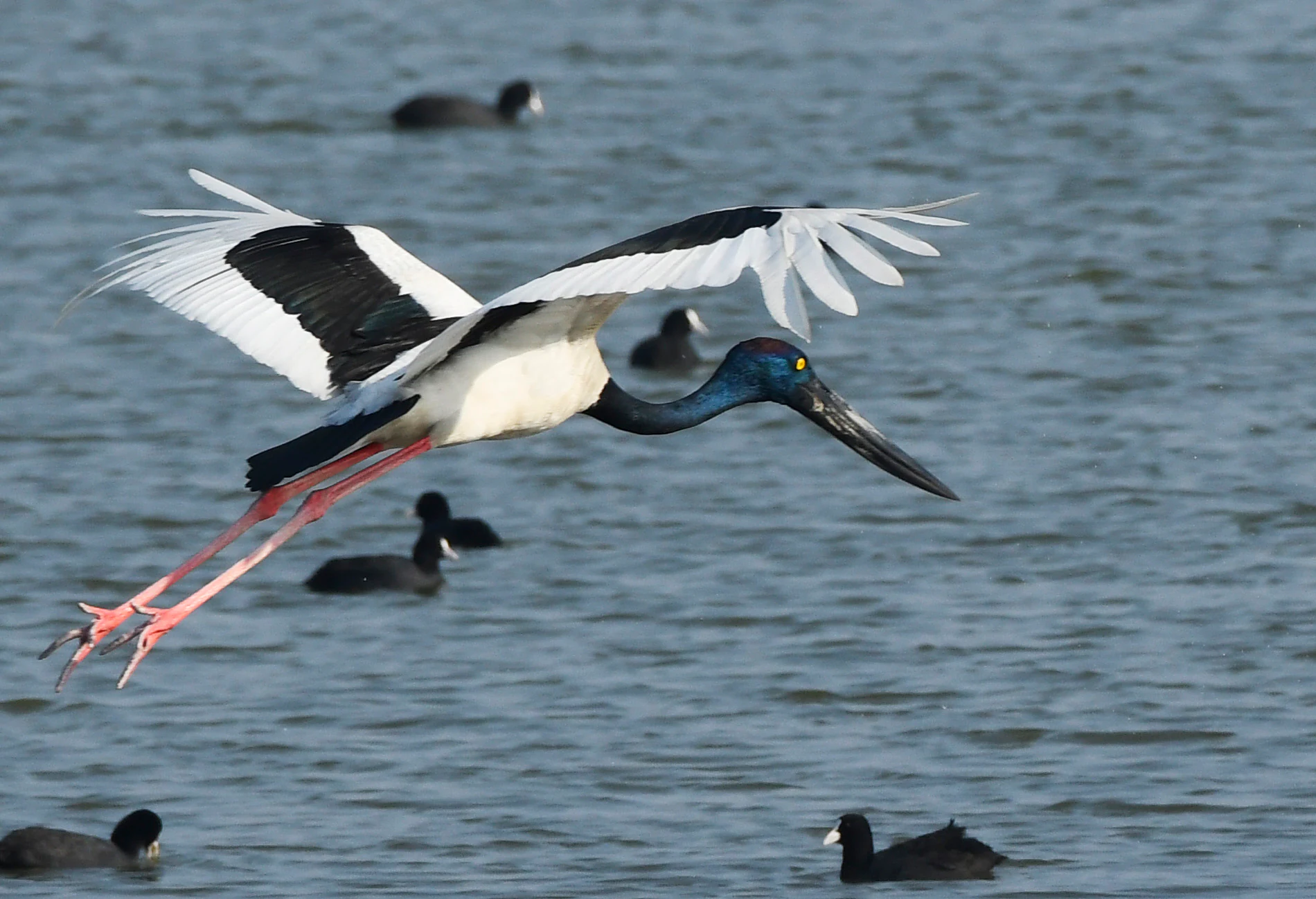 A black-necked stork with black and white wings in mid-flight above a body of water, with several smaller dark birds swimming in the background.