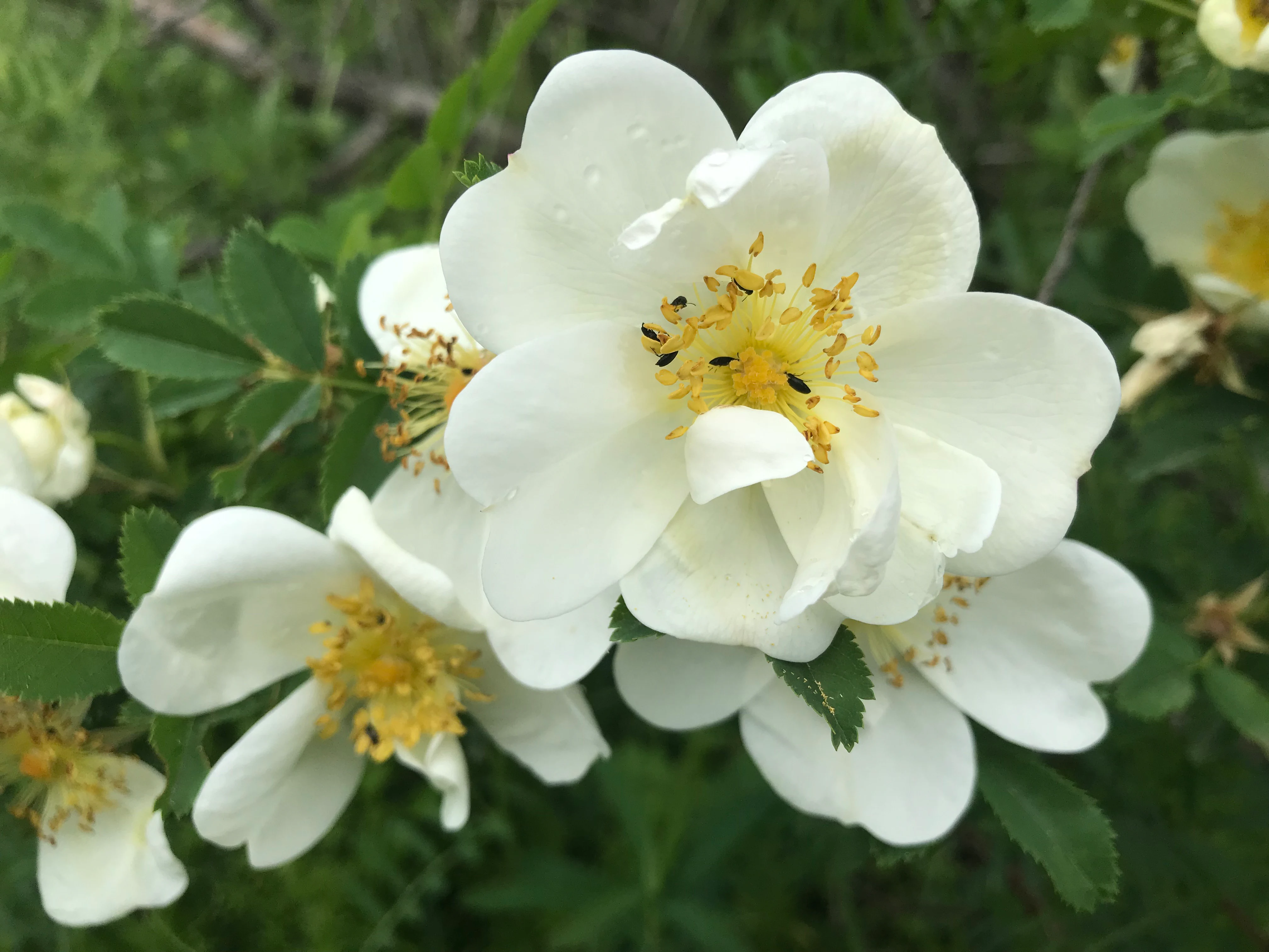 Close-up of a cluster of wild white flowers with yellow centers and green leaves in a forest setting.