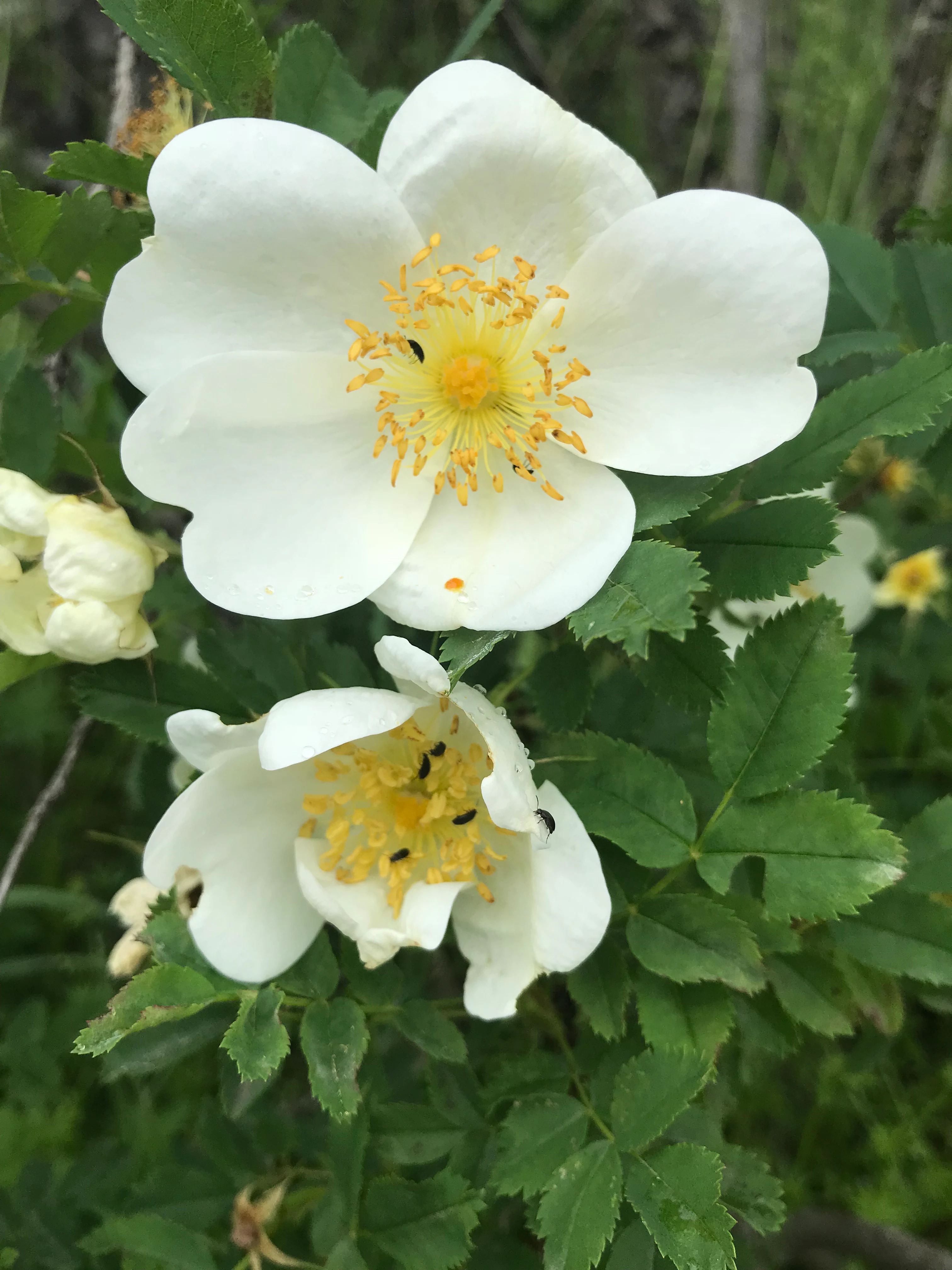 Two delicate white rose flowers with yellow stamens growing on a green shrub, with smaller buds visible in the background.
