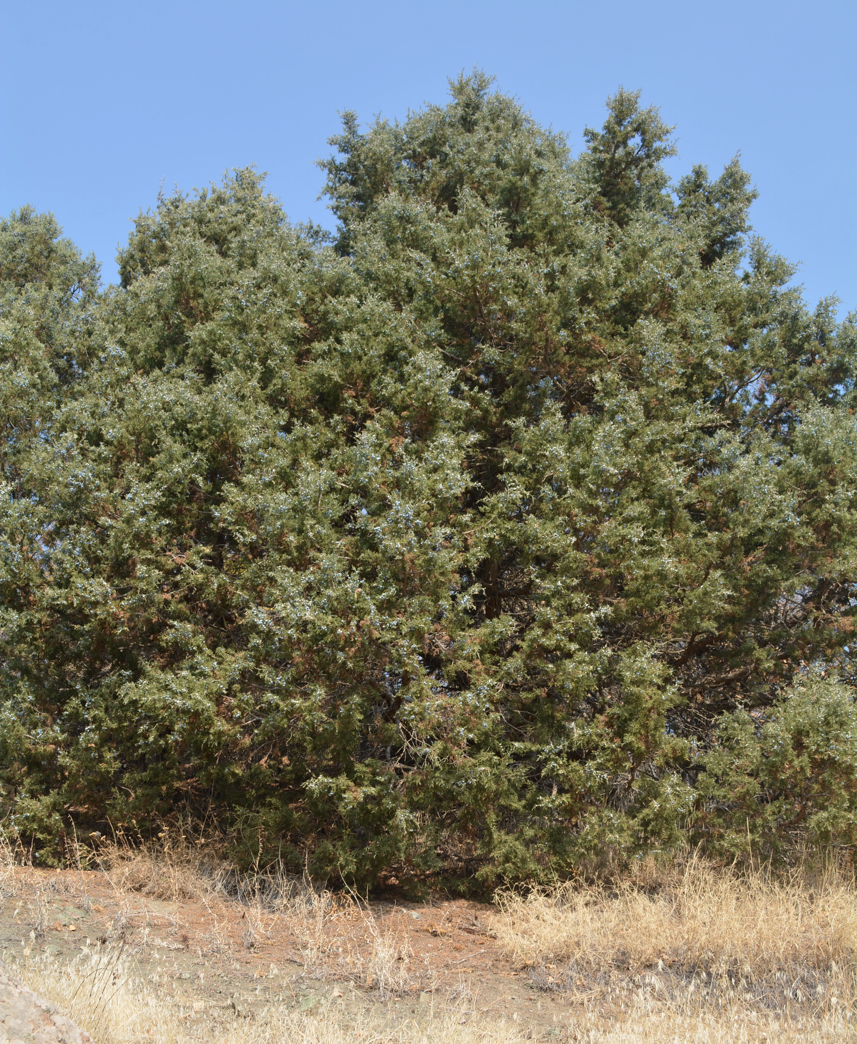 A mature juniper tree with dense, needle-like green foliage standing in a dry, grass-covered landscape under a clear blue sky.