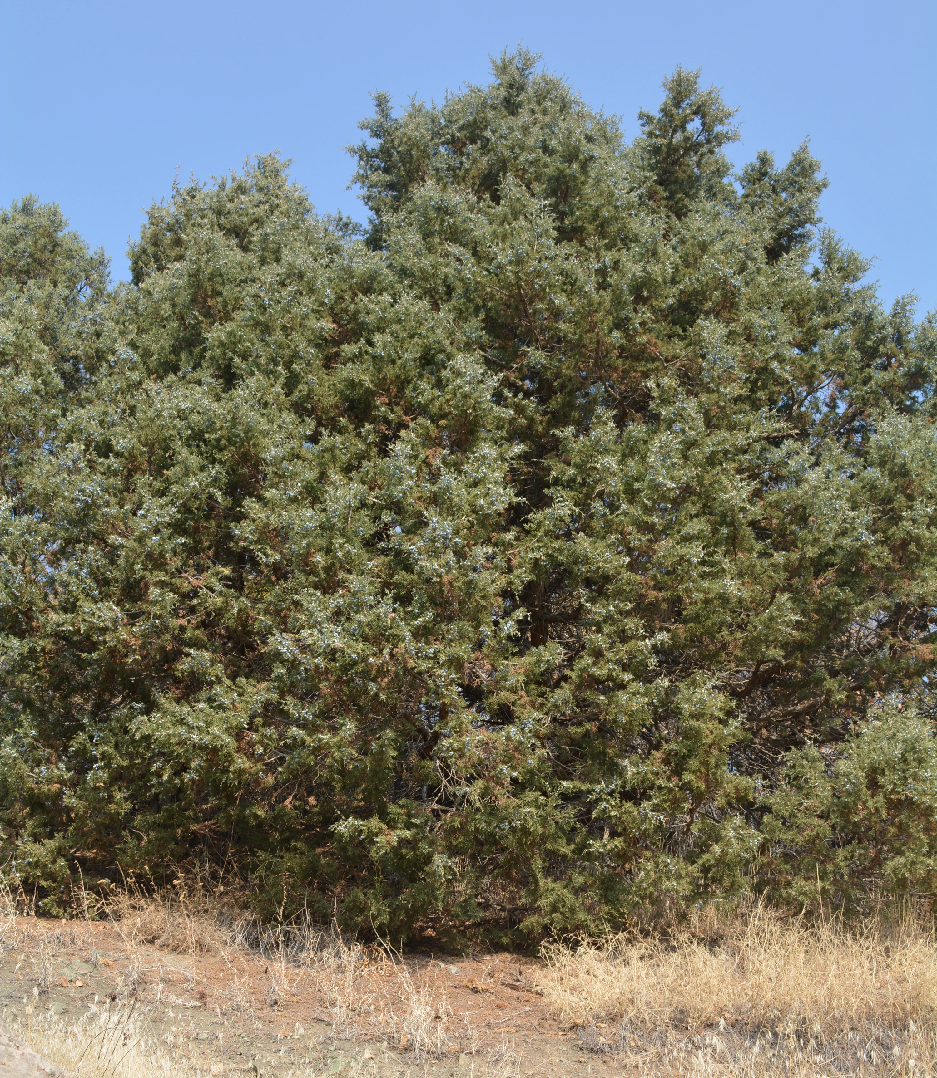 A full view of a dense, evergreen juniper tree with textured foliage against a clear blue sky, set in a dry landscape.