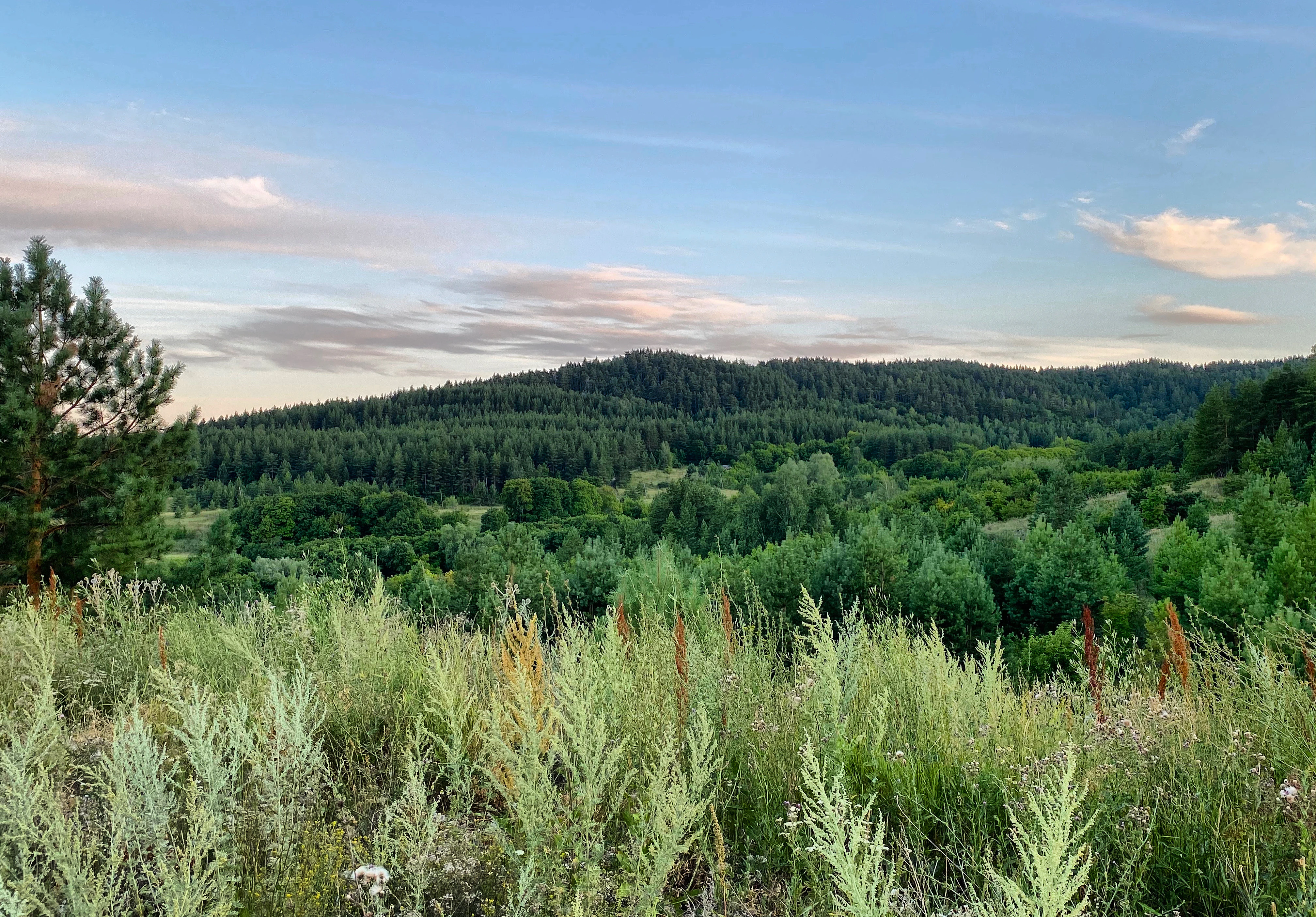 Grassy field with tall plants in the foreground, rolling forested hills in the midground, and a blue sky with scattered clouds in the background