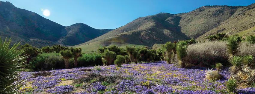 A wide, sunny landscape view of a purple wildflower field in the foreground, with scattered desert shrubs, Joshua trees, and large, arid mountains under a clear sky in the background.