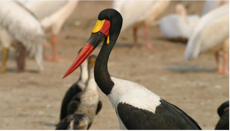 Cigüeña picocigüeña con pico largo y rojo, cabeza negra, cuerpo blanco y parche facial amarillo, con otras aves al fondo