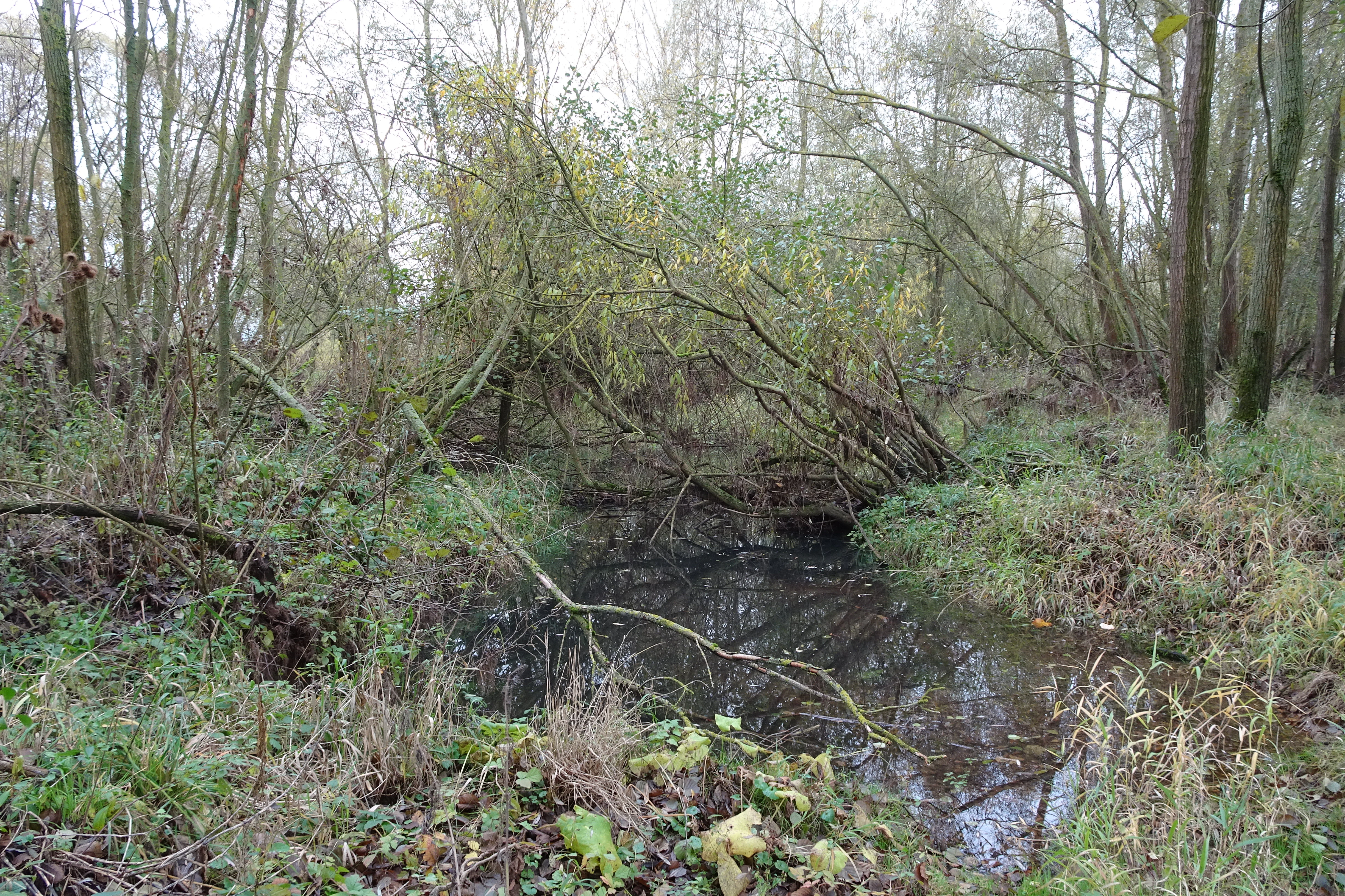 A small dark pond surrounded by leafless trees and green ground vegetation in a wooded area.