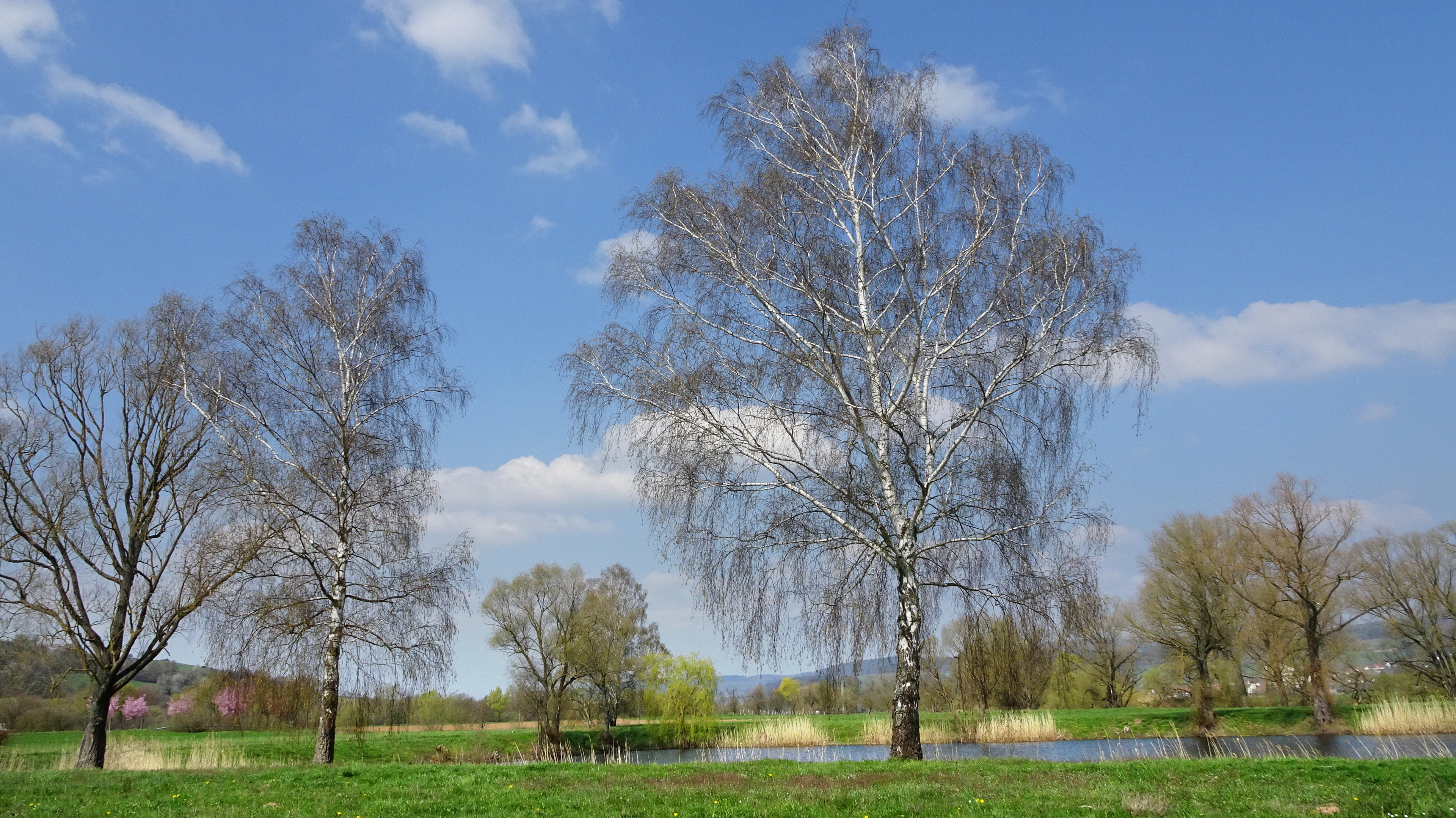 A wide landscape view of a green meadow with several tall, bare trees with white bark and a body of water in the mid-ground under a blue sky with scattered white clouds.