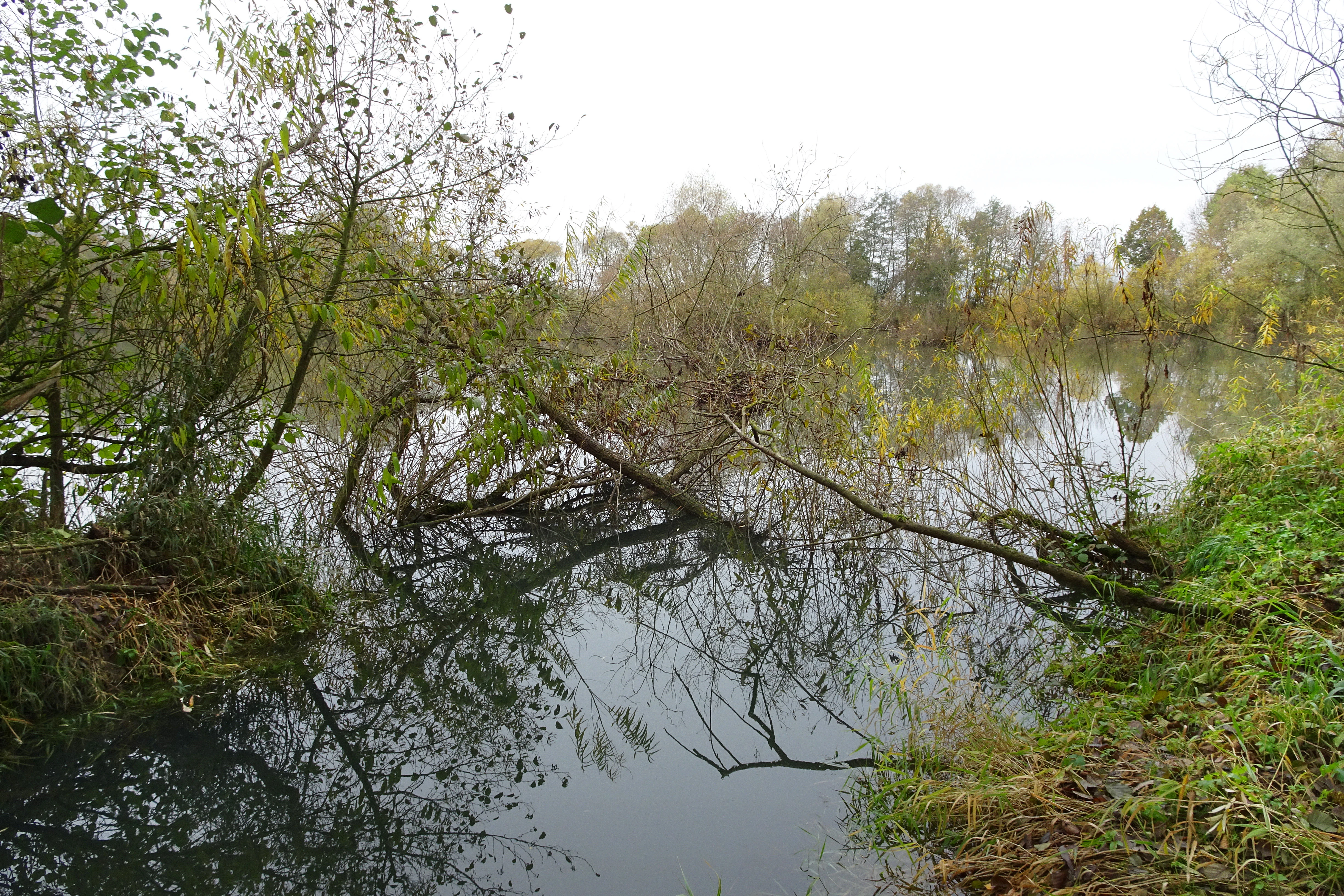 A calm body of water surrounded by green trees and bushes, with fallen branches extending over the surface and reflecting in the water under an overcast sky.
