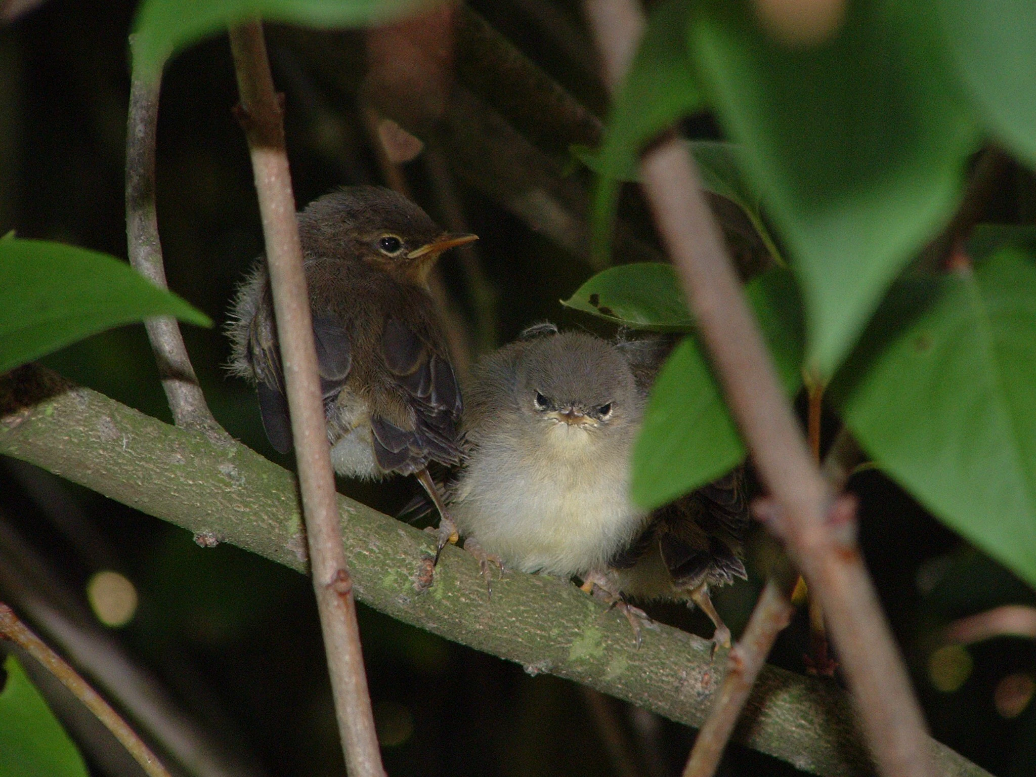 Two juvenile willow warbler birds perched together on a thin tree branch, partially obscured by green leaves.