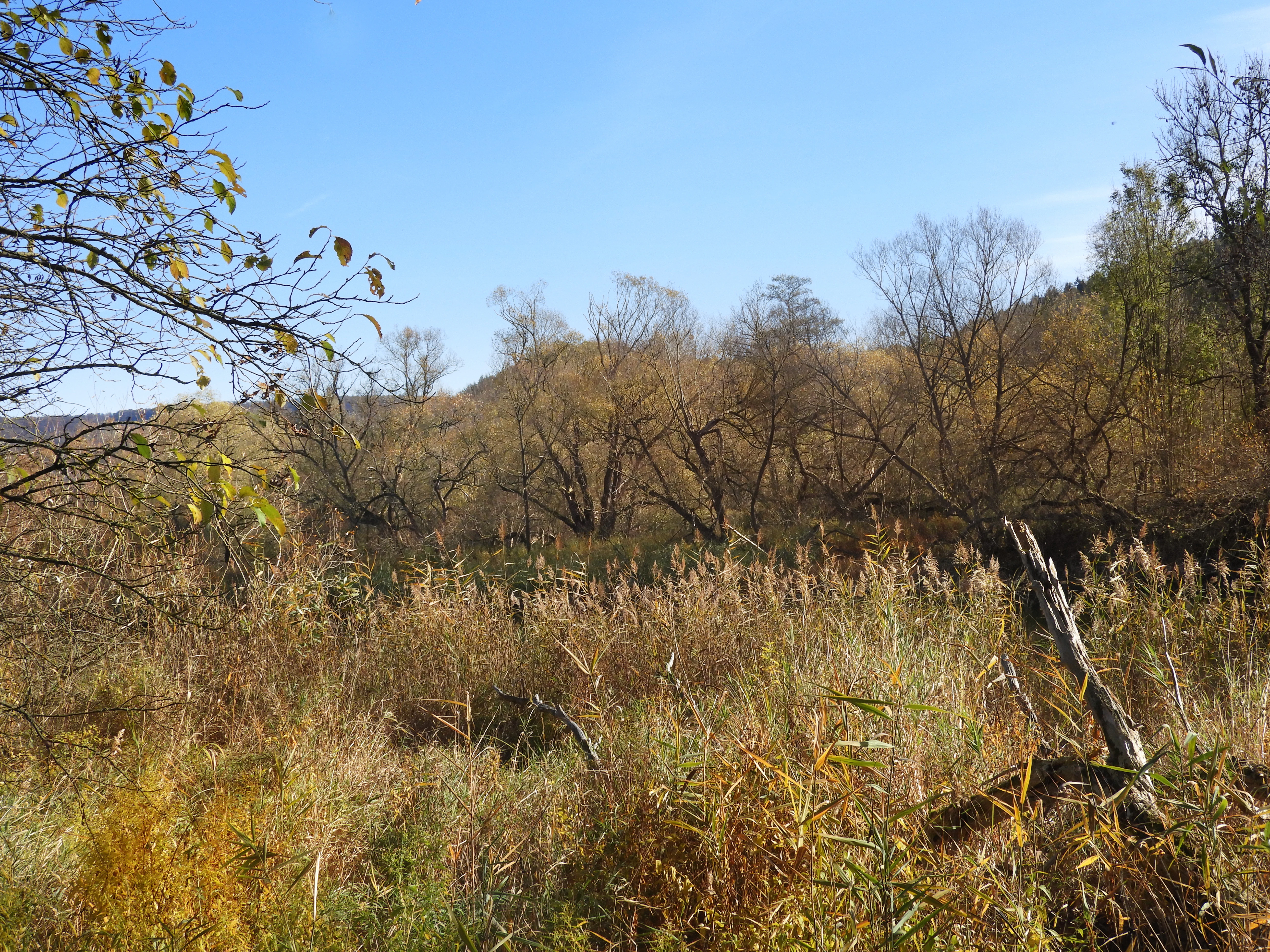 A view of a wetland area in autumn, featuring golden grasses and reeds in the foreground with deciduous trees and a hillside in the background under a blue sky.